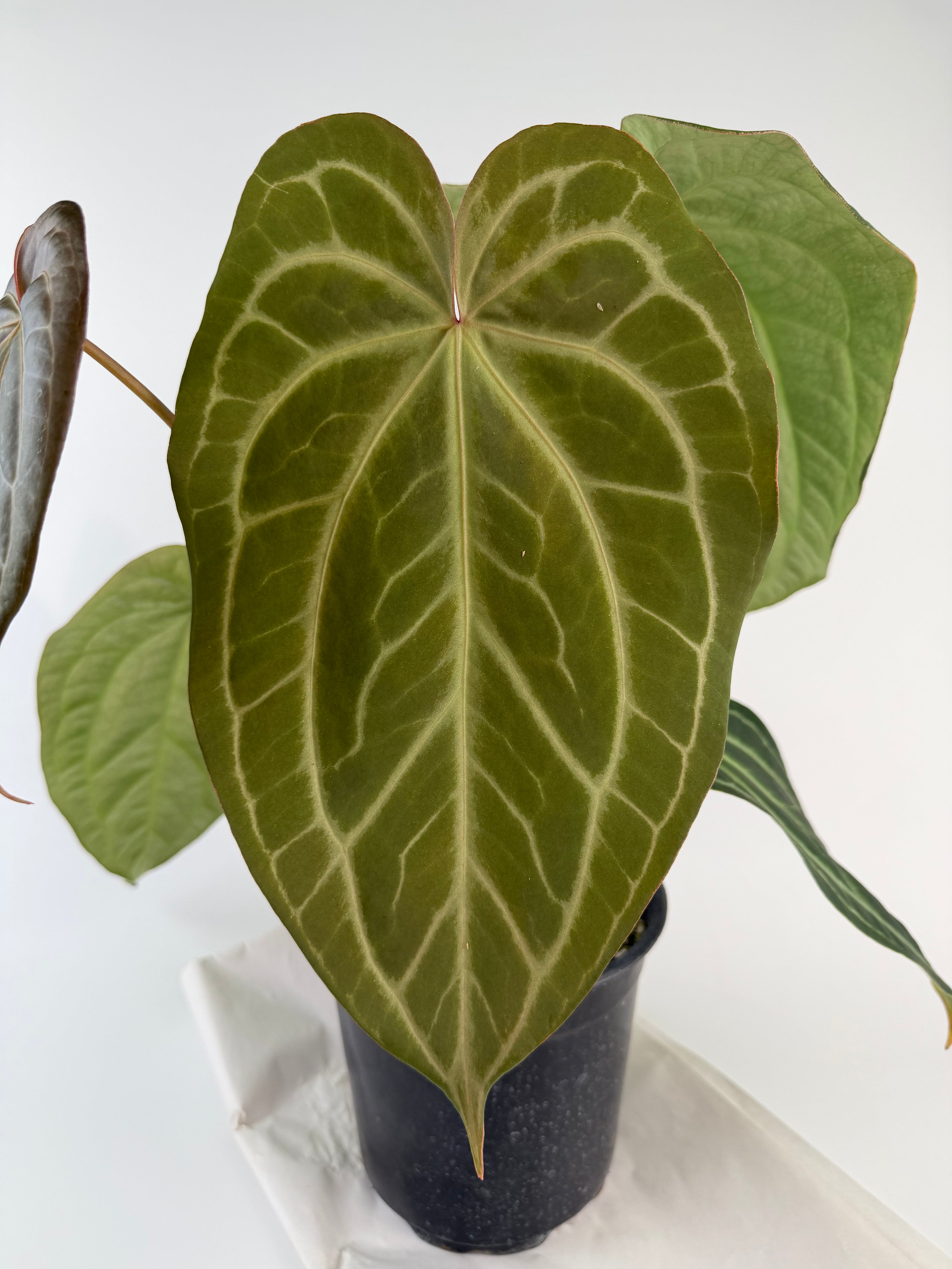 Anthurium 'Swampmannii Long F2' (CS128)