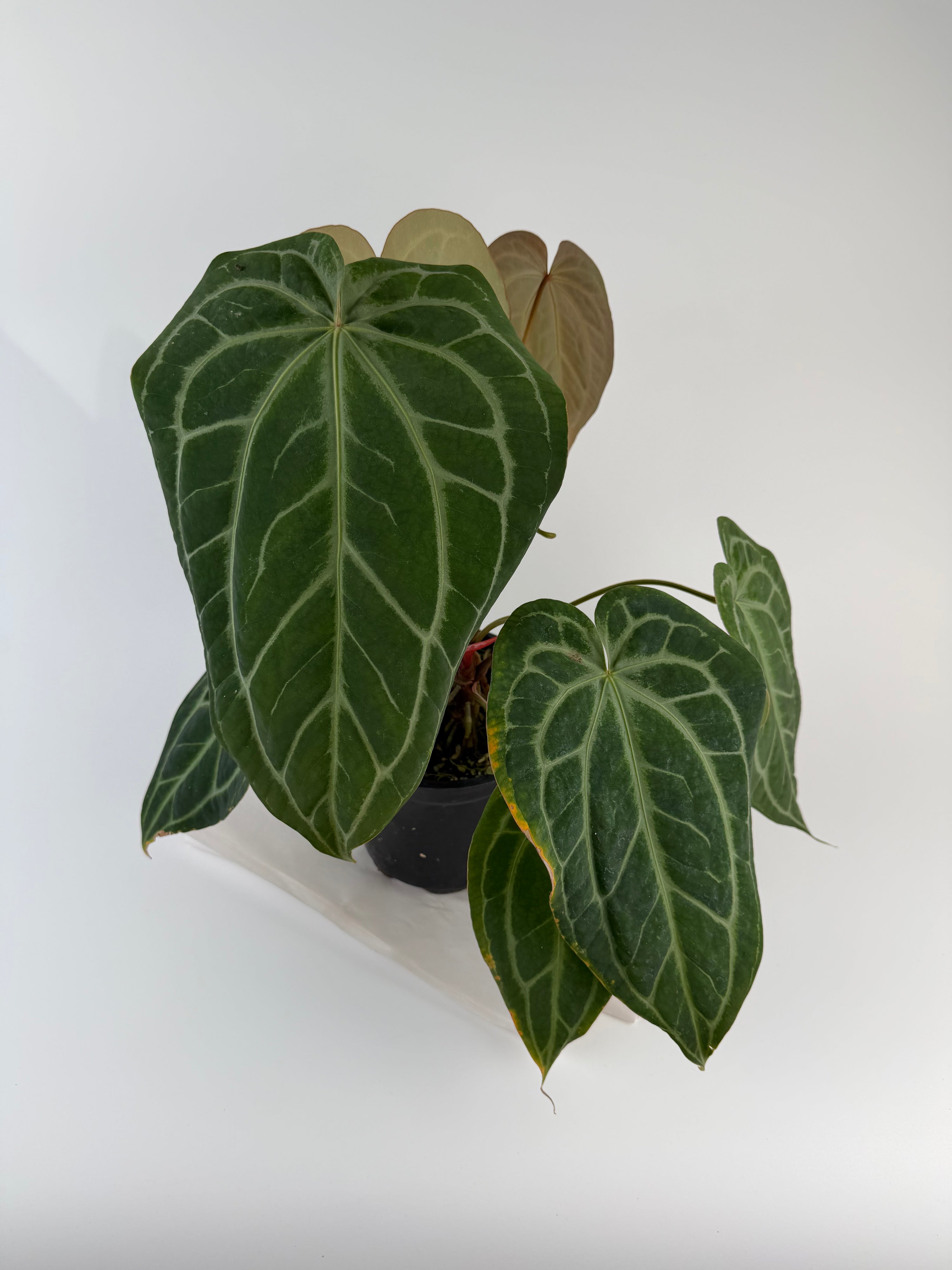Anthurium 'Swampmannii Long F2' (CS128)