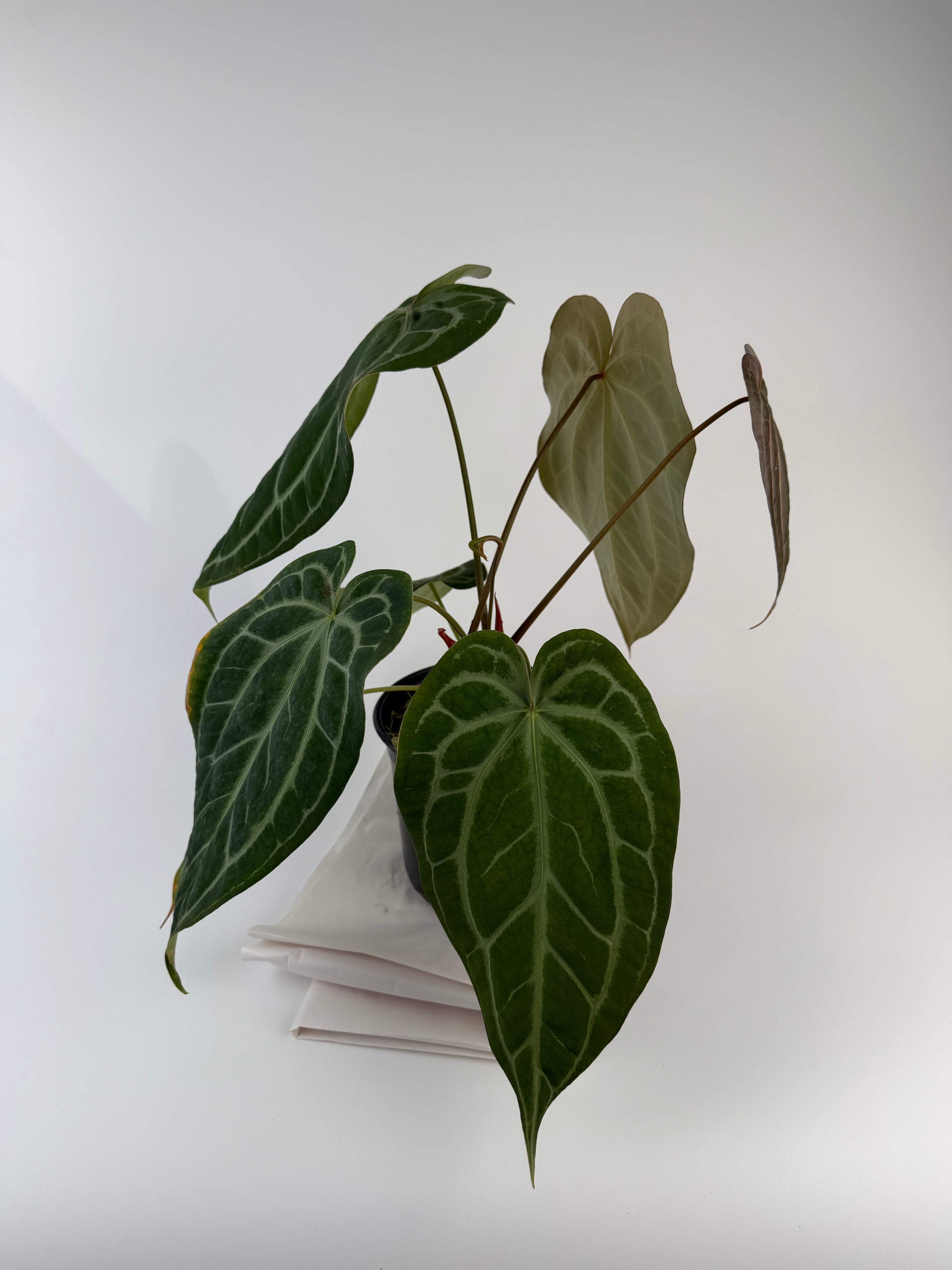 Anthurium 'Swampmannii Long F2' (CS128)