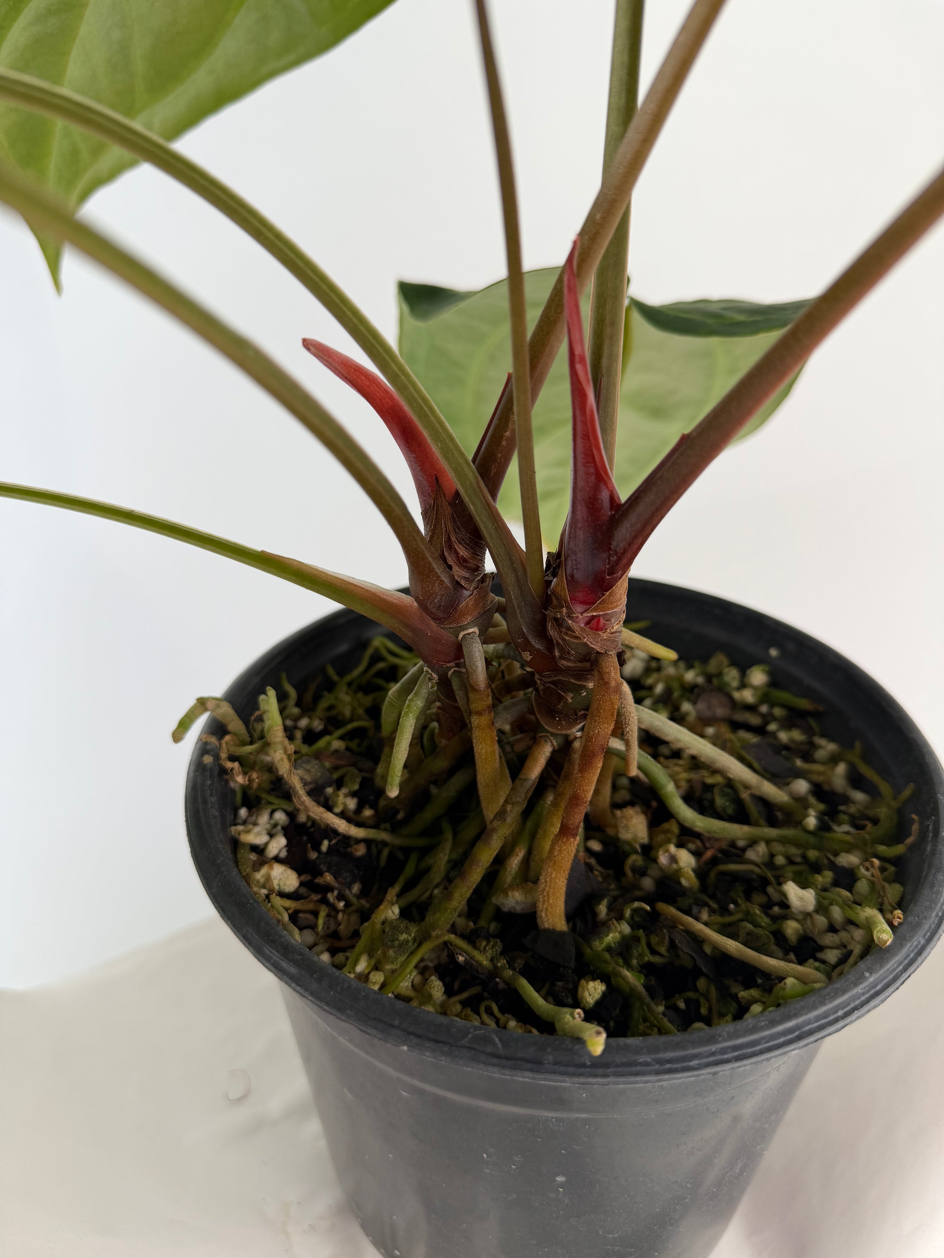 Anthurium 'Swampmannii Long F2' (CS128)