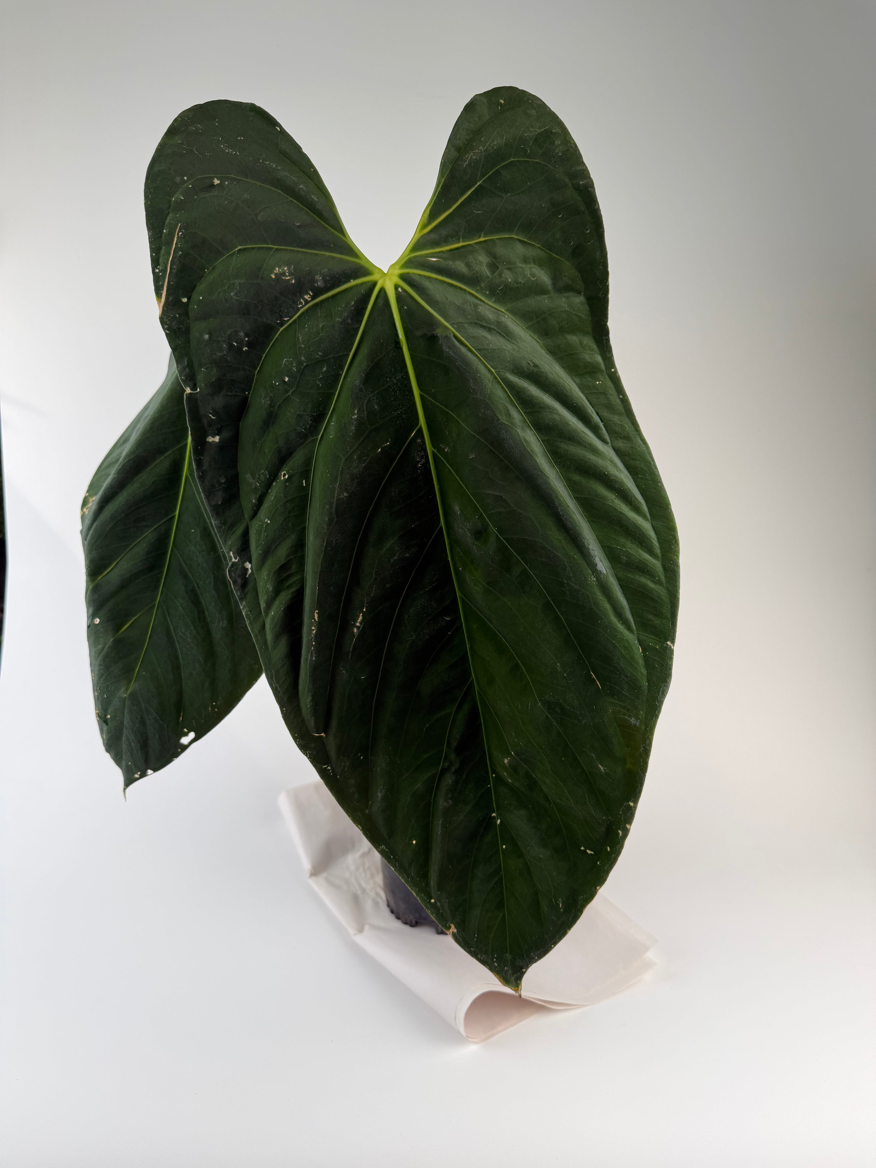 Anthurium papillilaminum 'Ree Gardens Clone' (CS129)