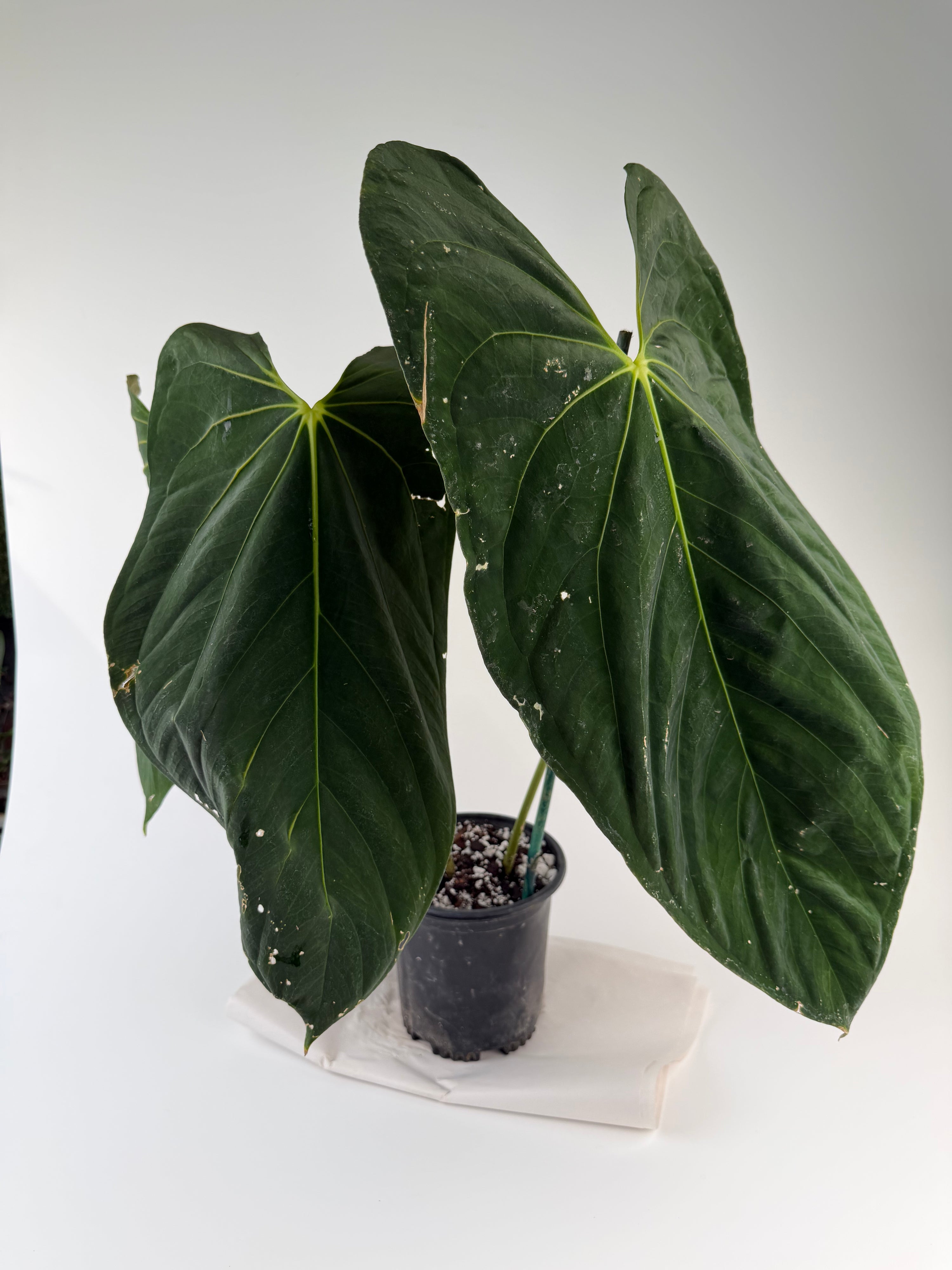 Anthurium papillilaminum 'Ree Gardens Clone' (CS129)