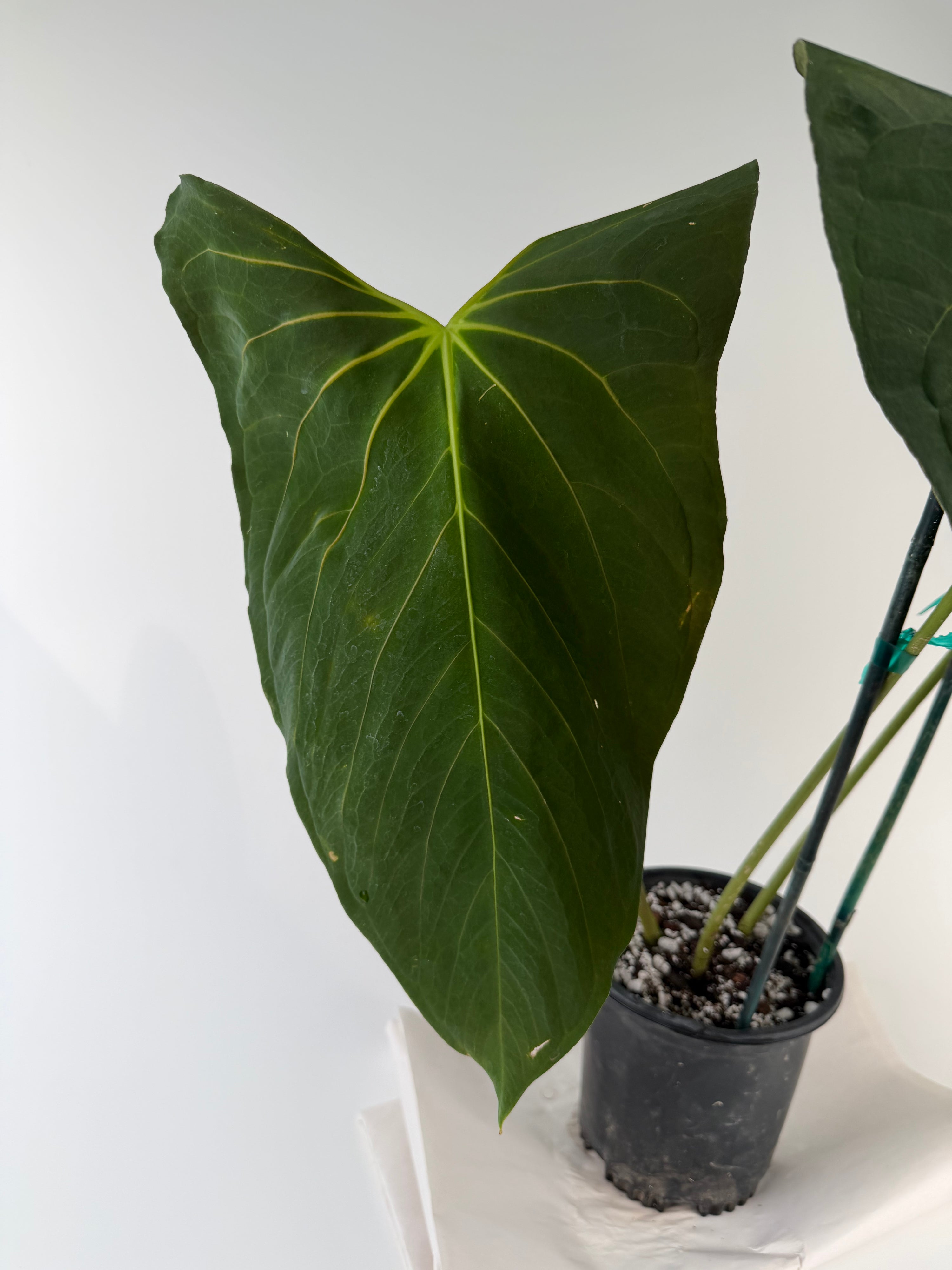 Anthurium papillilaminum 'Ree Gardens Clone' (CS129)