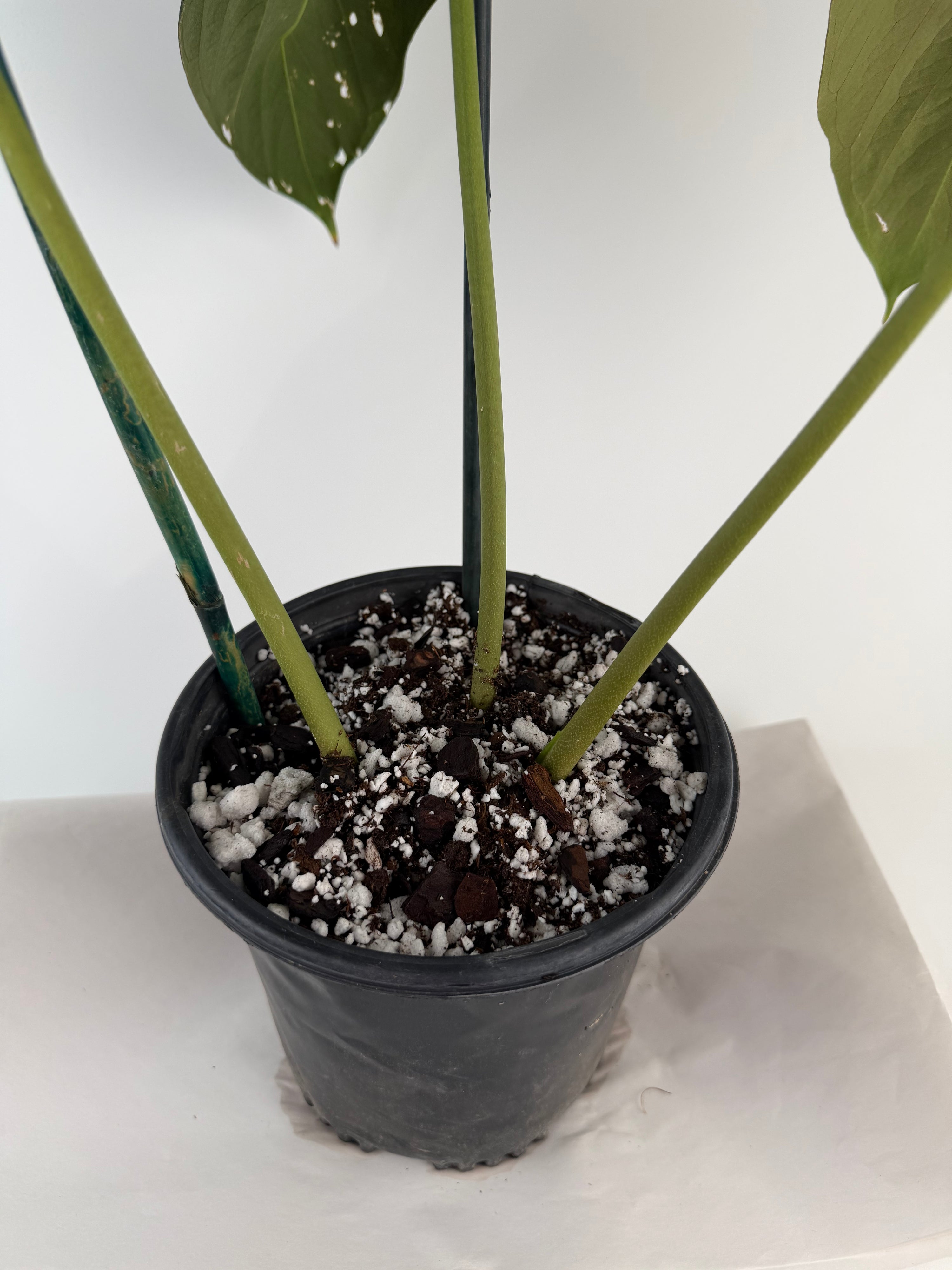 Anthurium papillilaminum 'Ree Gardens Clone' (CS129)