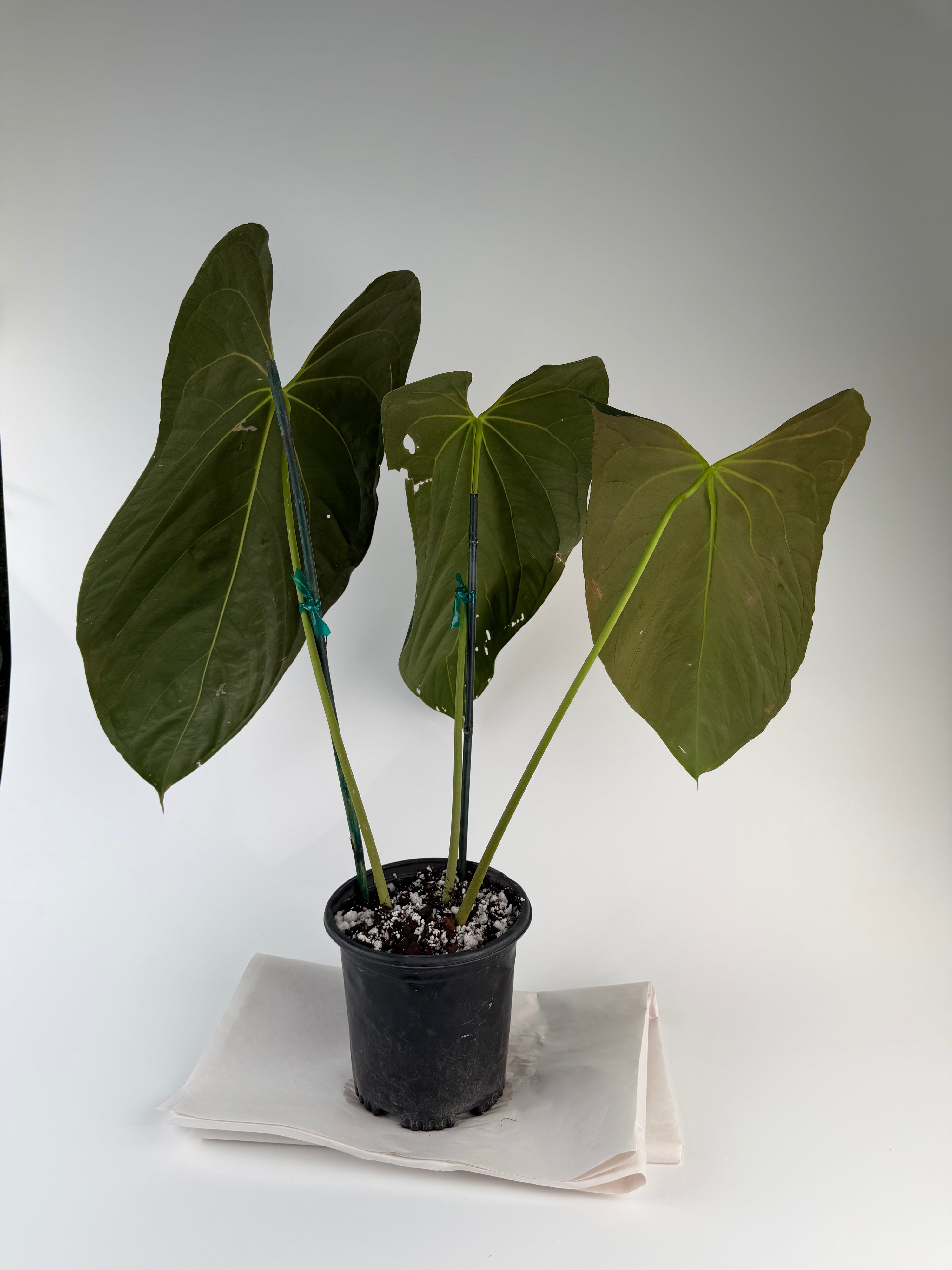 Anthurium papillilaminum 'Ree Gardens Clone' (CS129)
