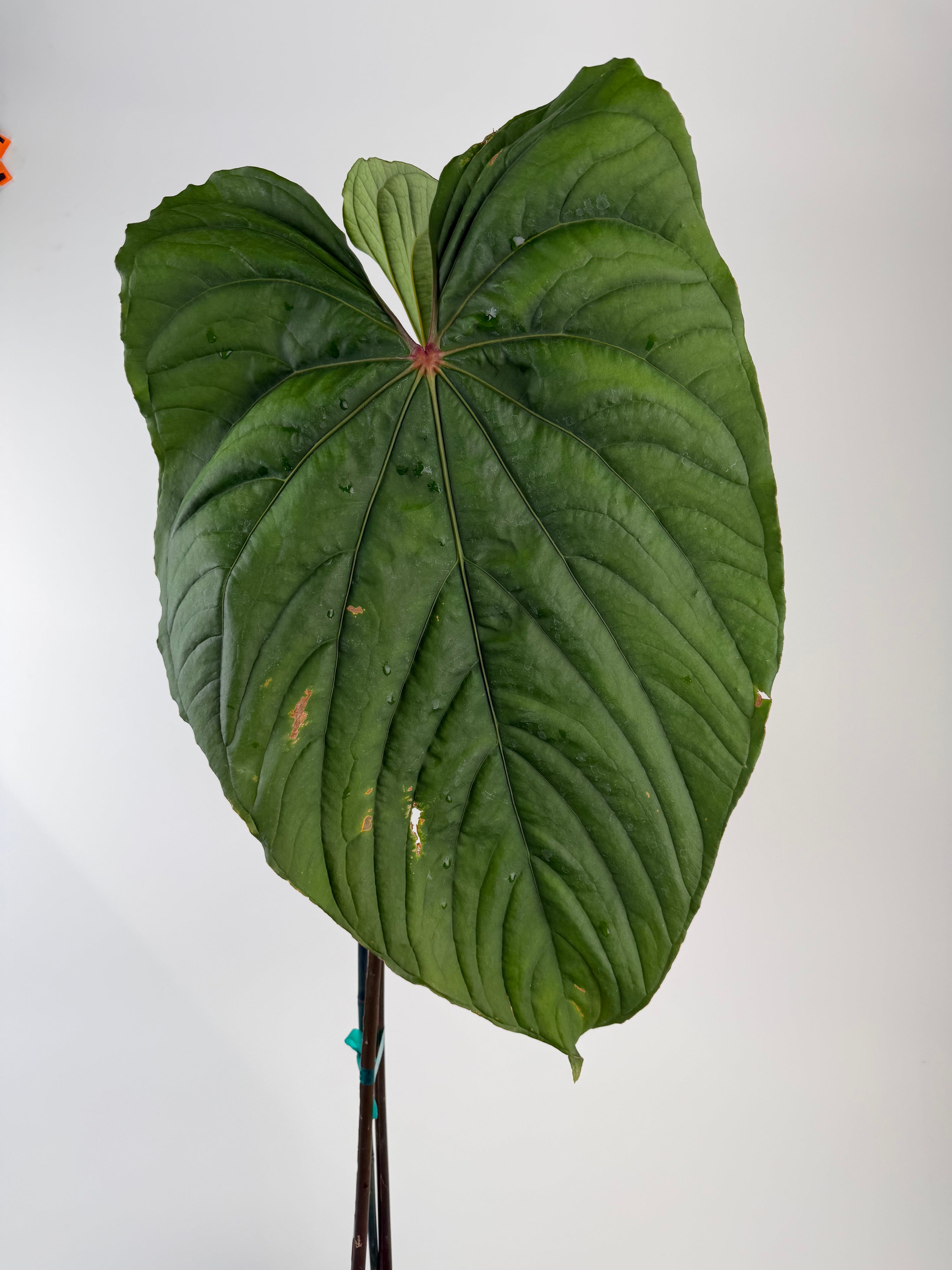 Anthurium 'Circus Peanuts' – Mike's Goliath Clone (CS130)