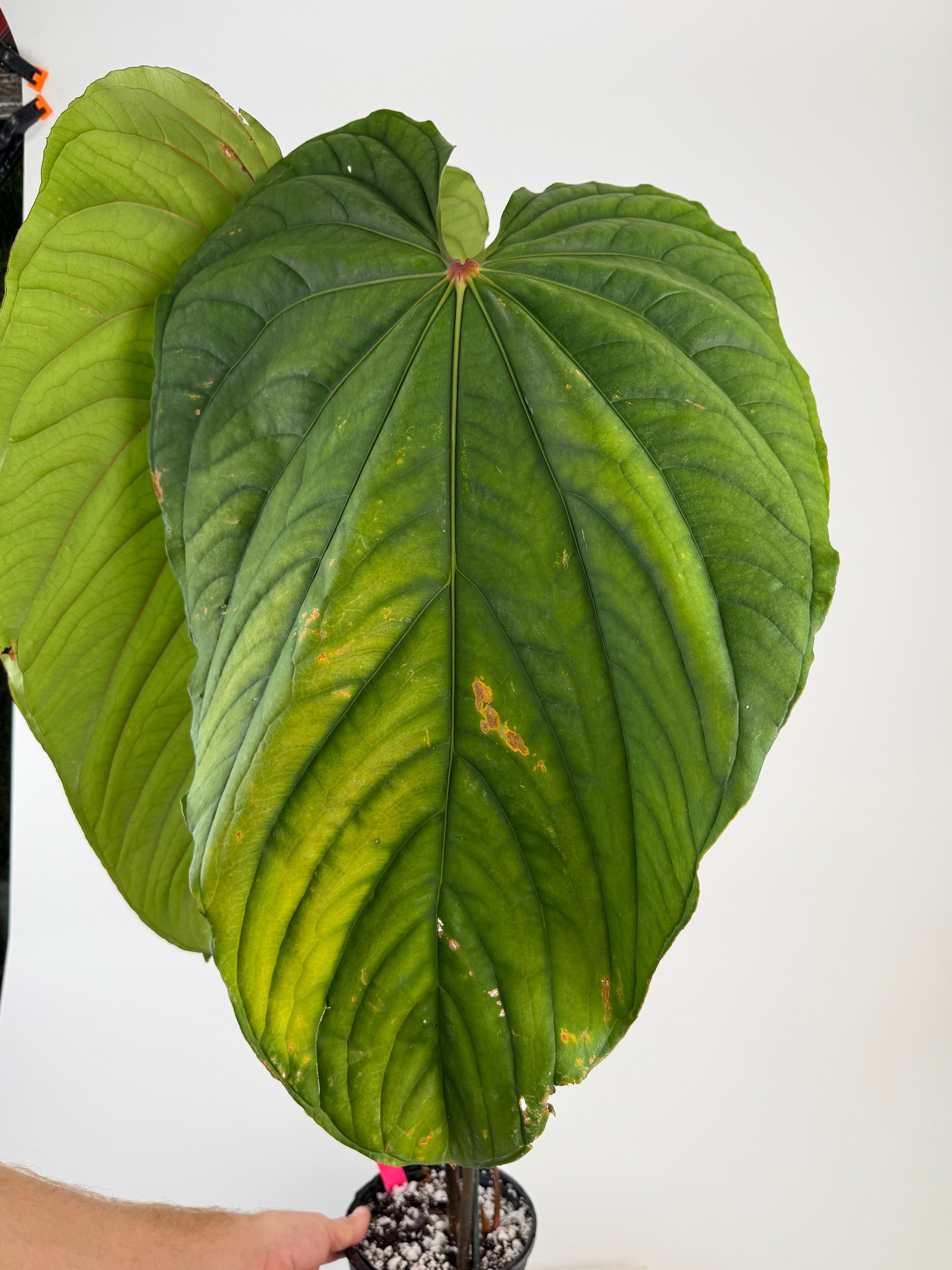 Anthurium 'Circus Peanuts' – Mike's Goliath Clone (CS130)