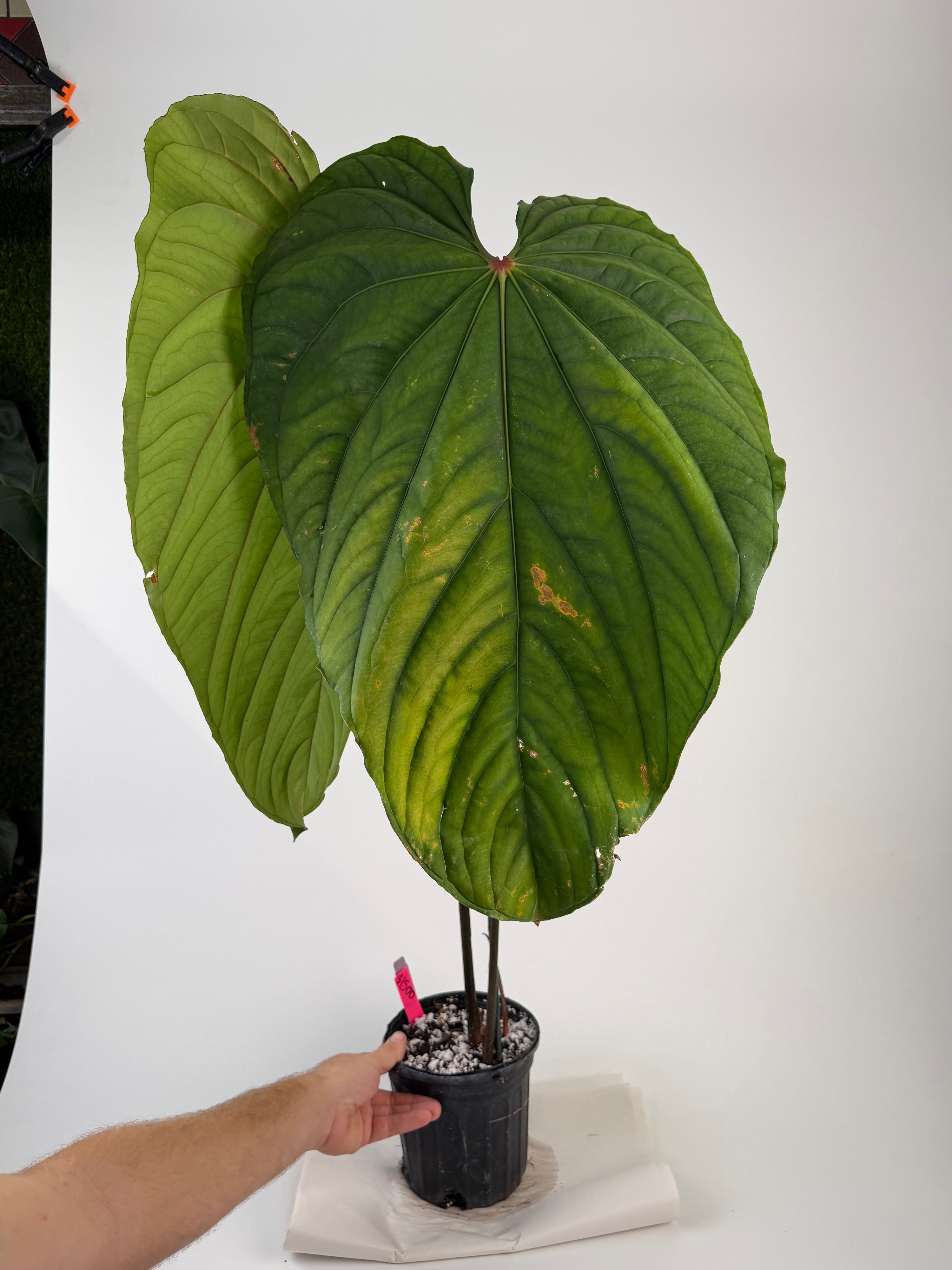 Anthurium 'Circus Peanuts' – Mike's Goliath Clone (CS130)