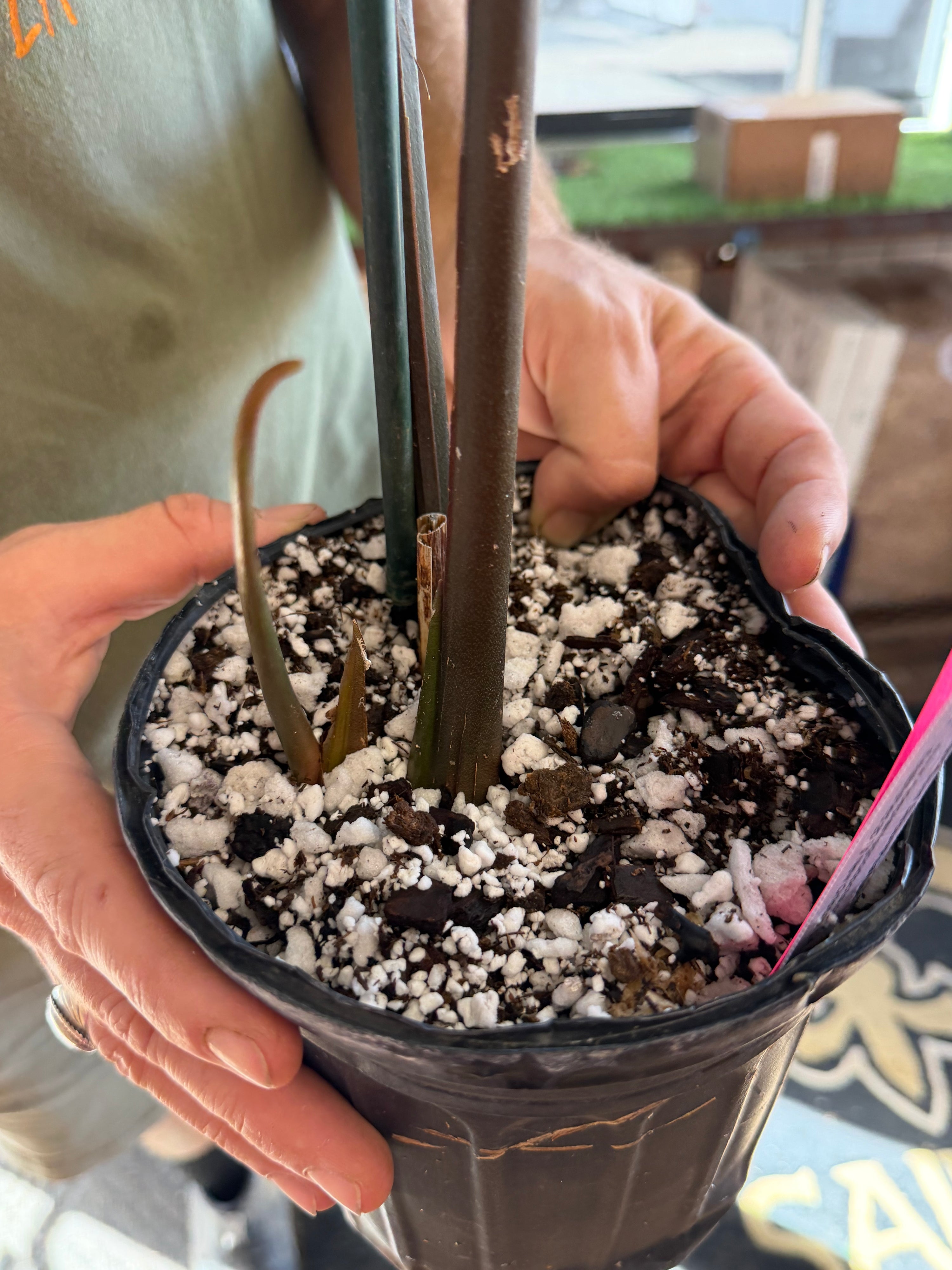 Anthurium 'Circus Peanuts' – Mike's Goliath Clone (CS130)