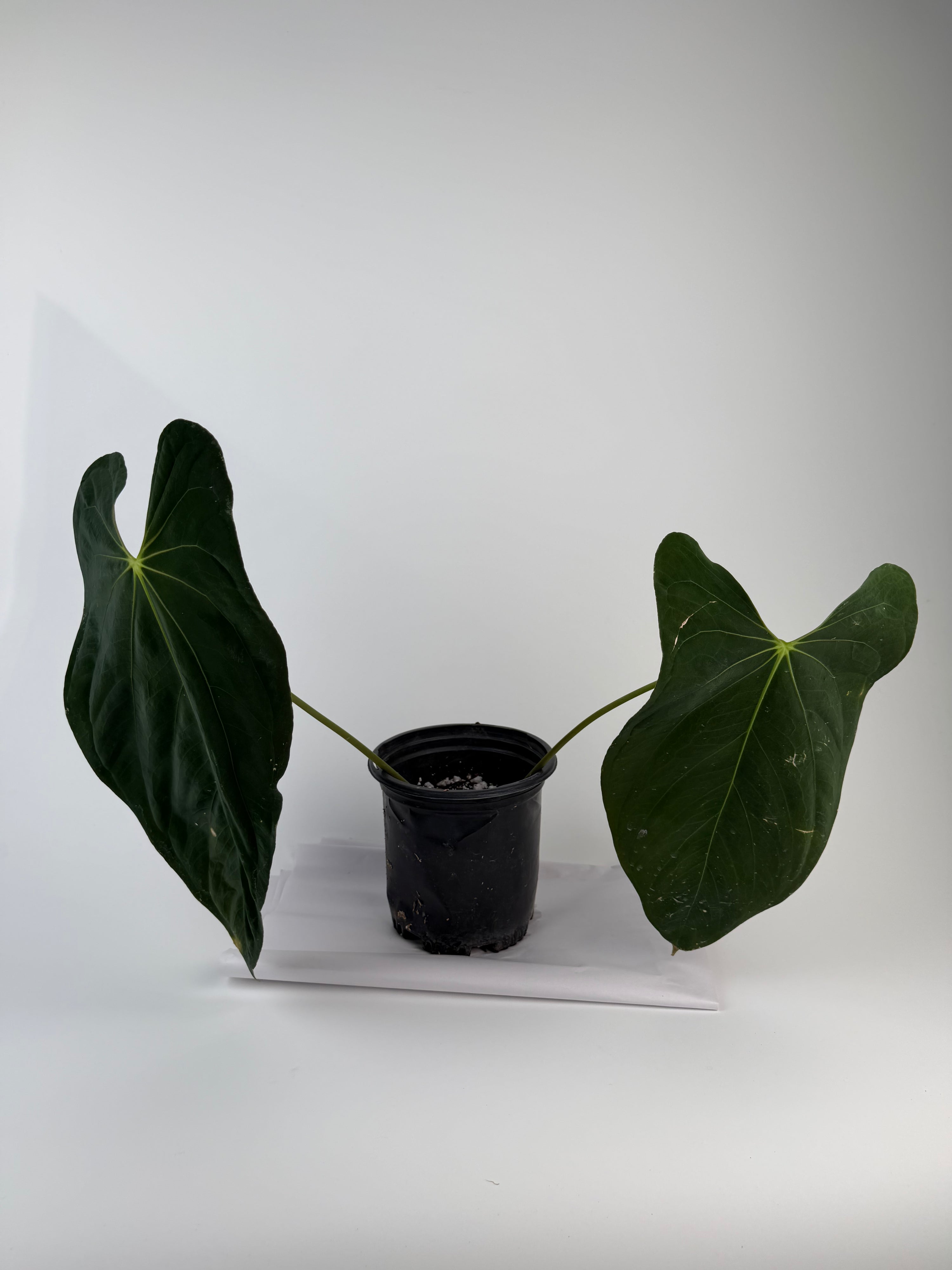 Anthurium papillilaminum 'Ree Gardens Clone' (CS131)