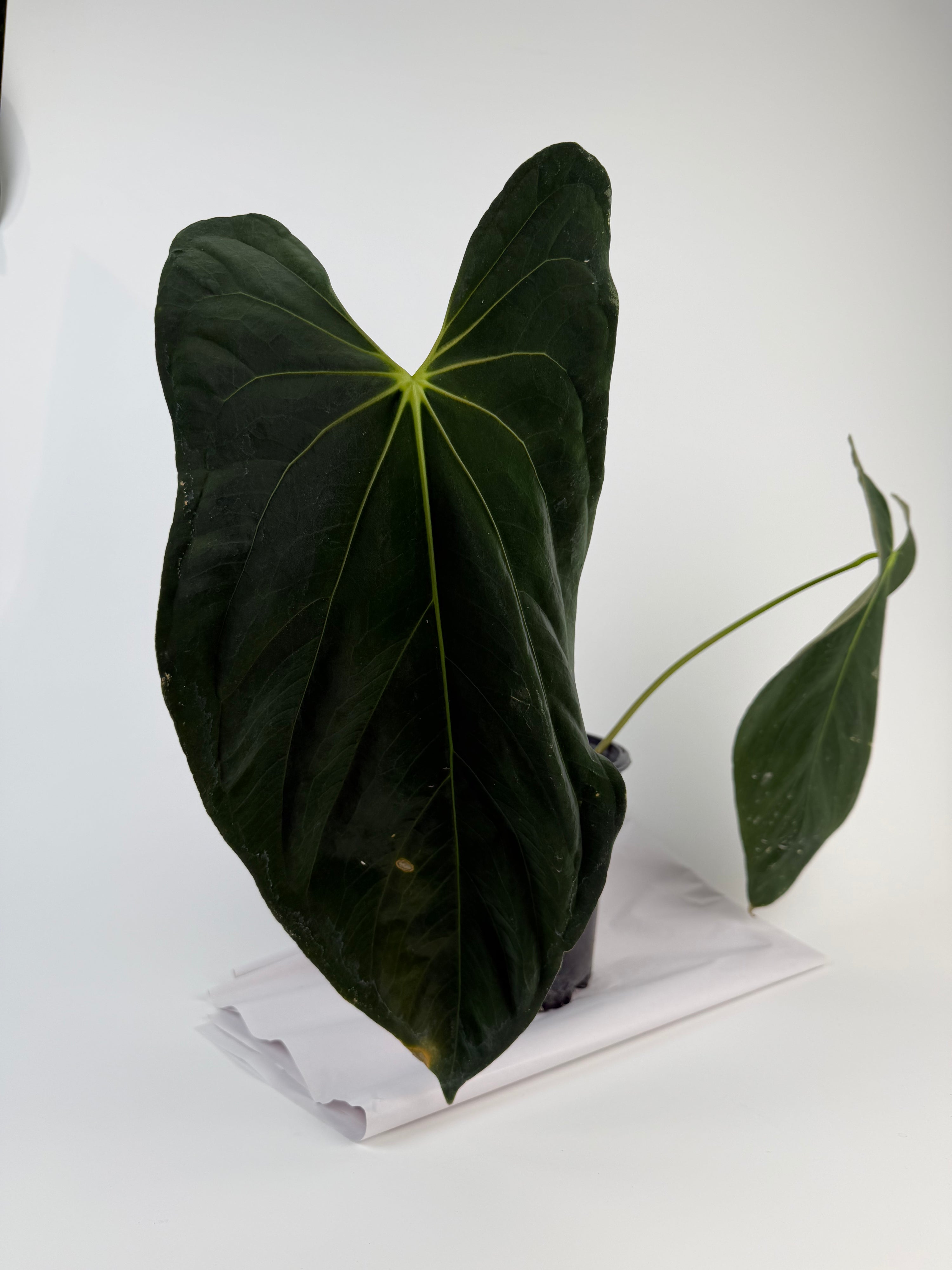 Anthurium papillilaminum 'Ree Gardens Clone' (CS131)