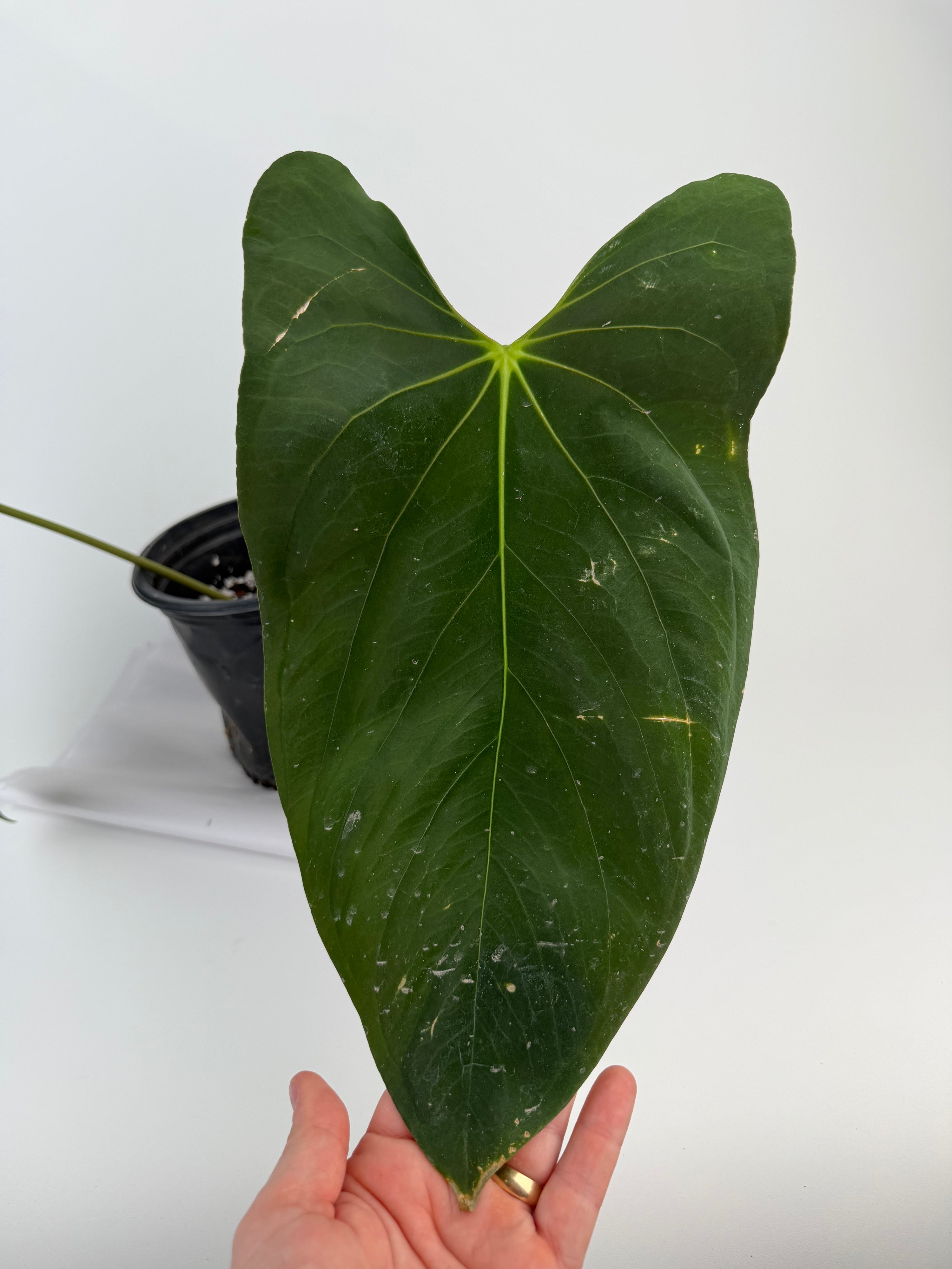 Anthurium papillilaminum 'Ree Gardens Clone' (CS131)