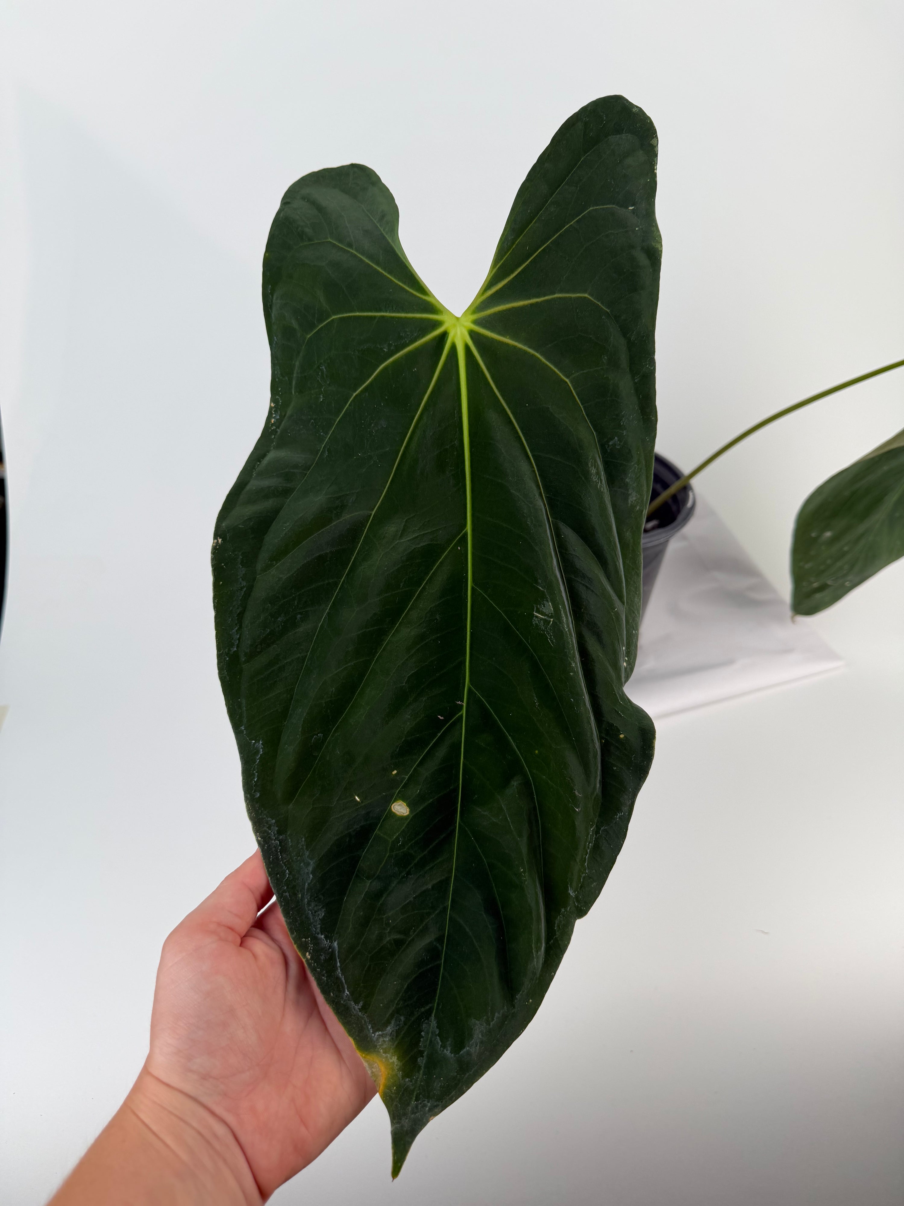 Anthurium papillilaminum 'Ree Gardens Clone' (CS131)