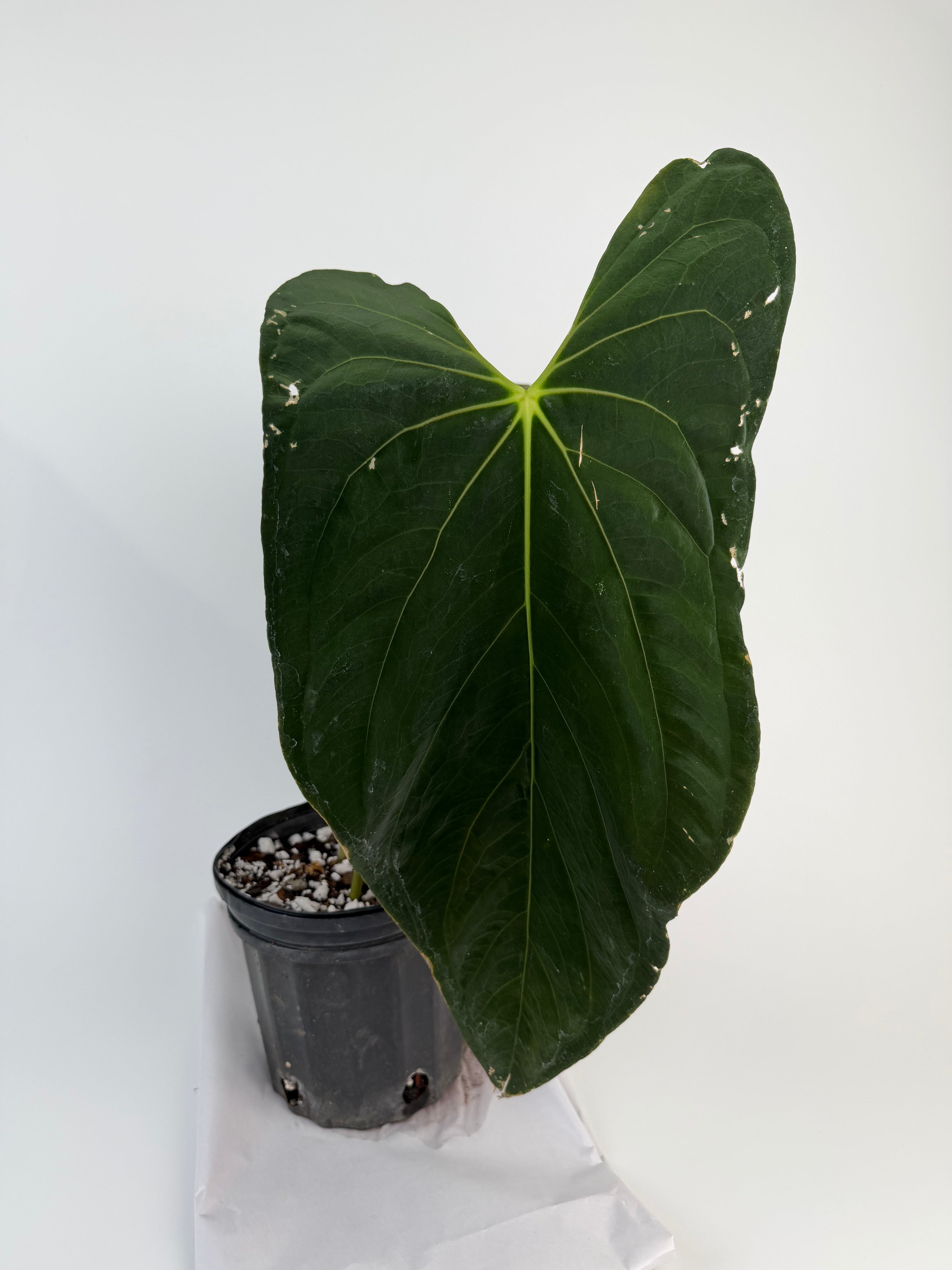 Anthurium ‘Papillilaminum “Ree Gardens Clone” (CS132)