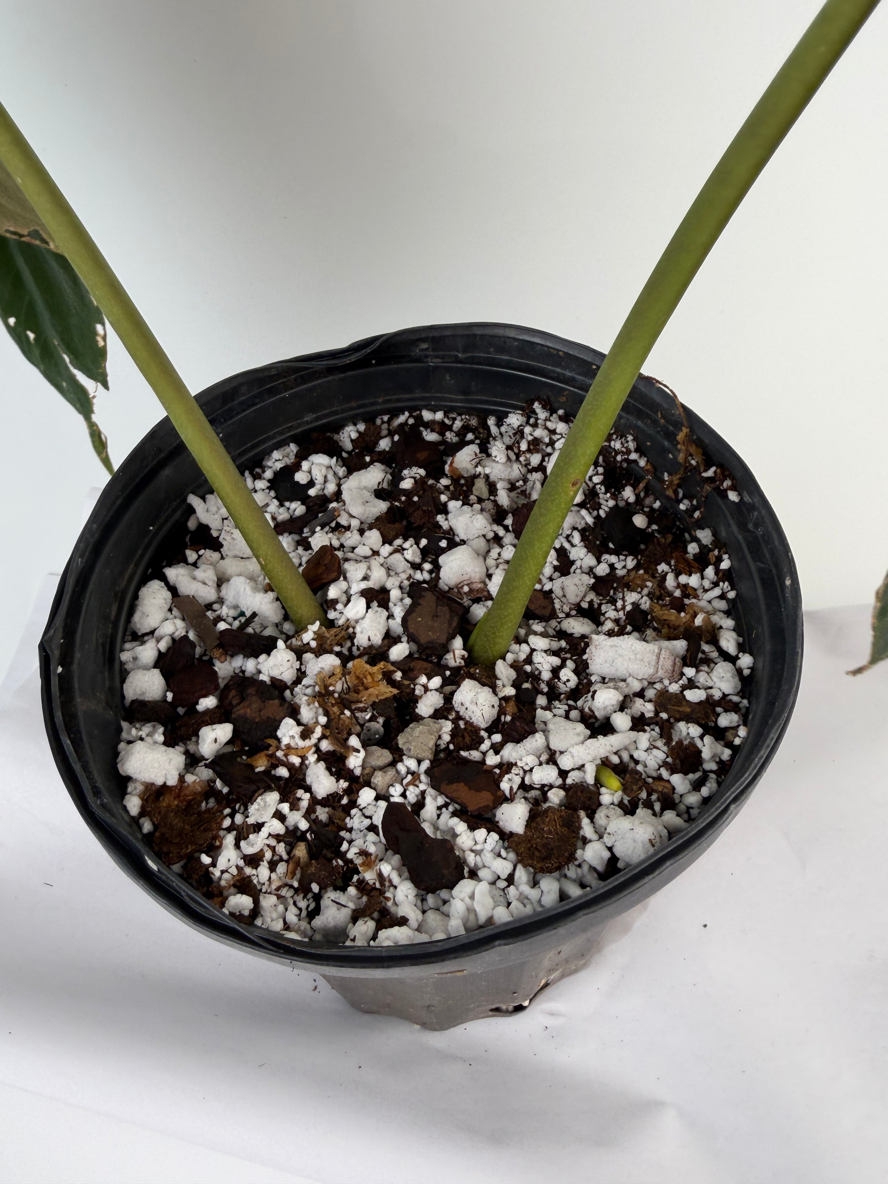 Anthurium ‘Papillilaminum “Ree Gardens Clone” (CS132)
