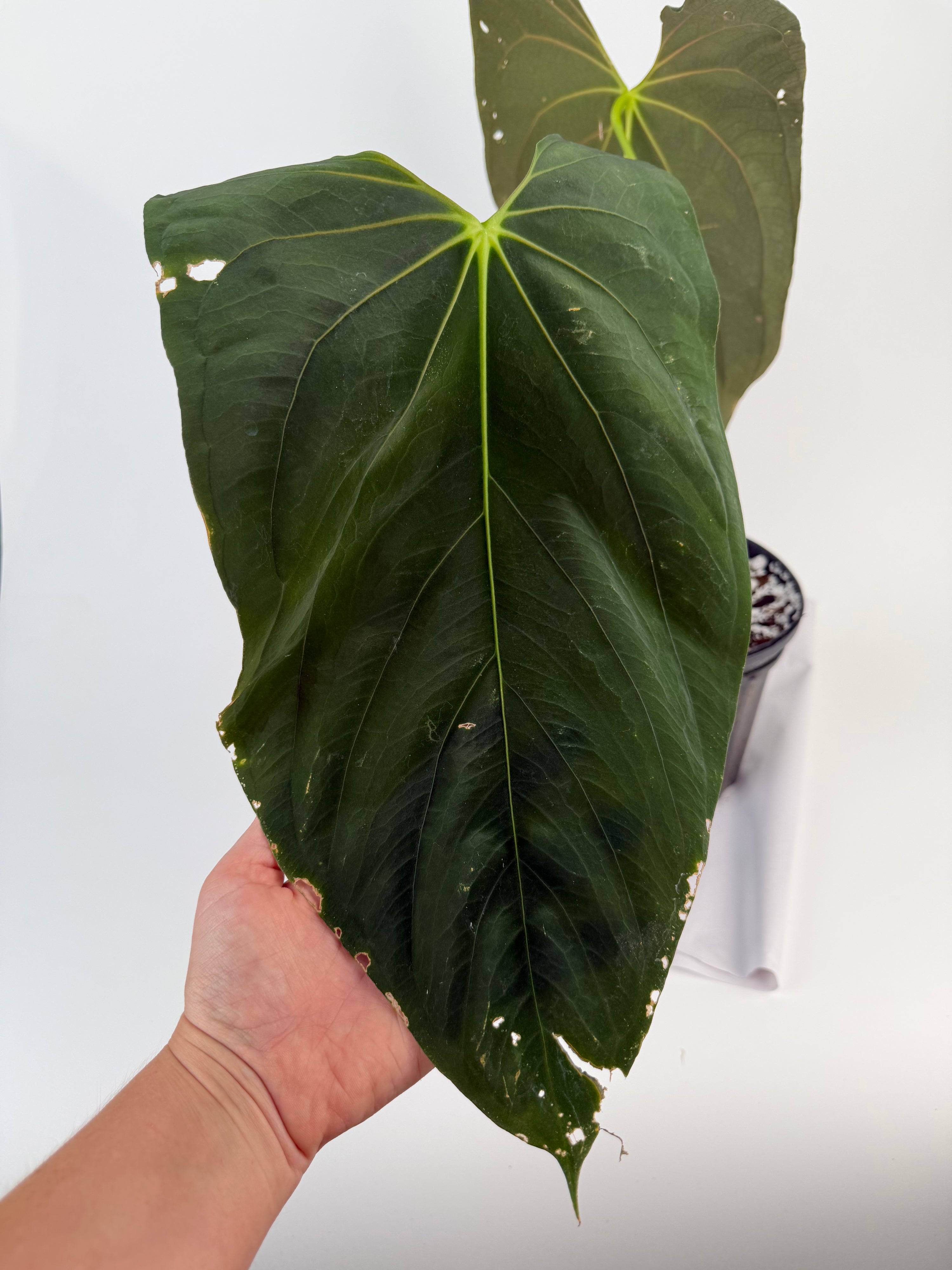 Anthurium ‘Papillilaminum “Ree Gardens Clone” (CS132)