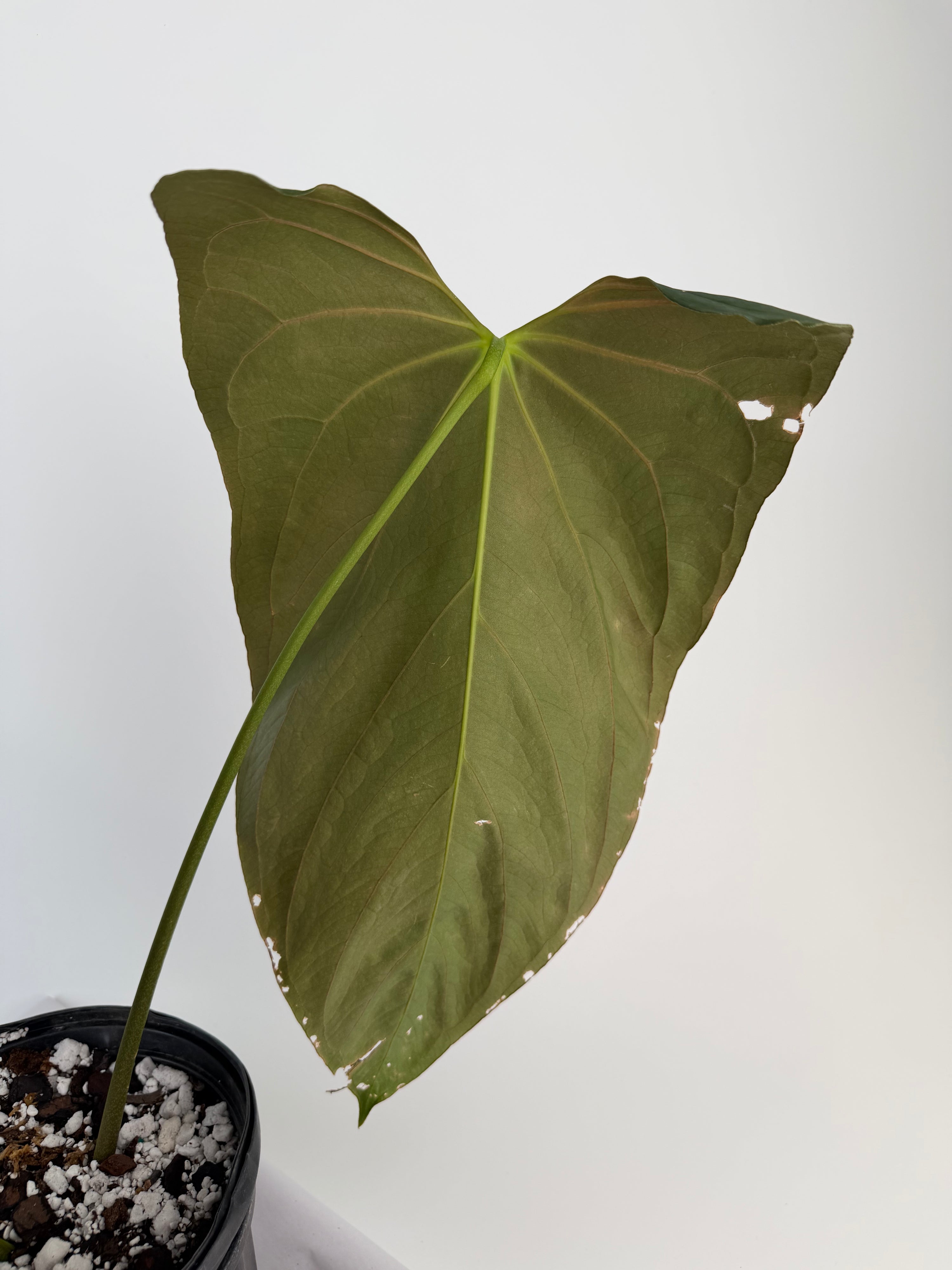 Anthurium ‘Papillilaminum “Ree Gardens Clone” (CS132)