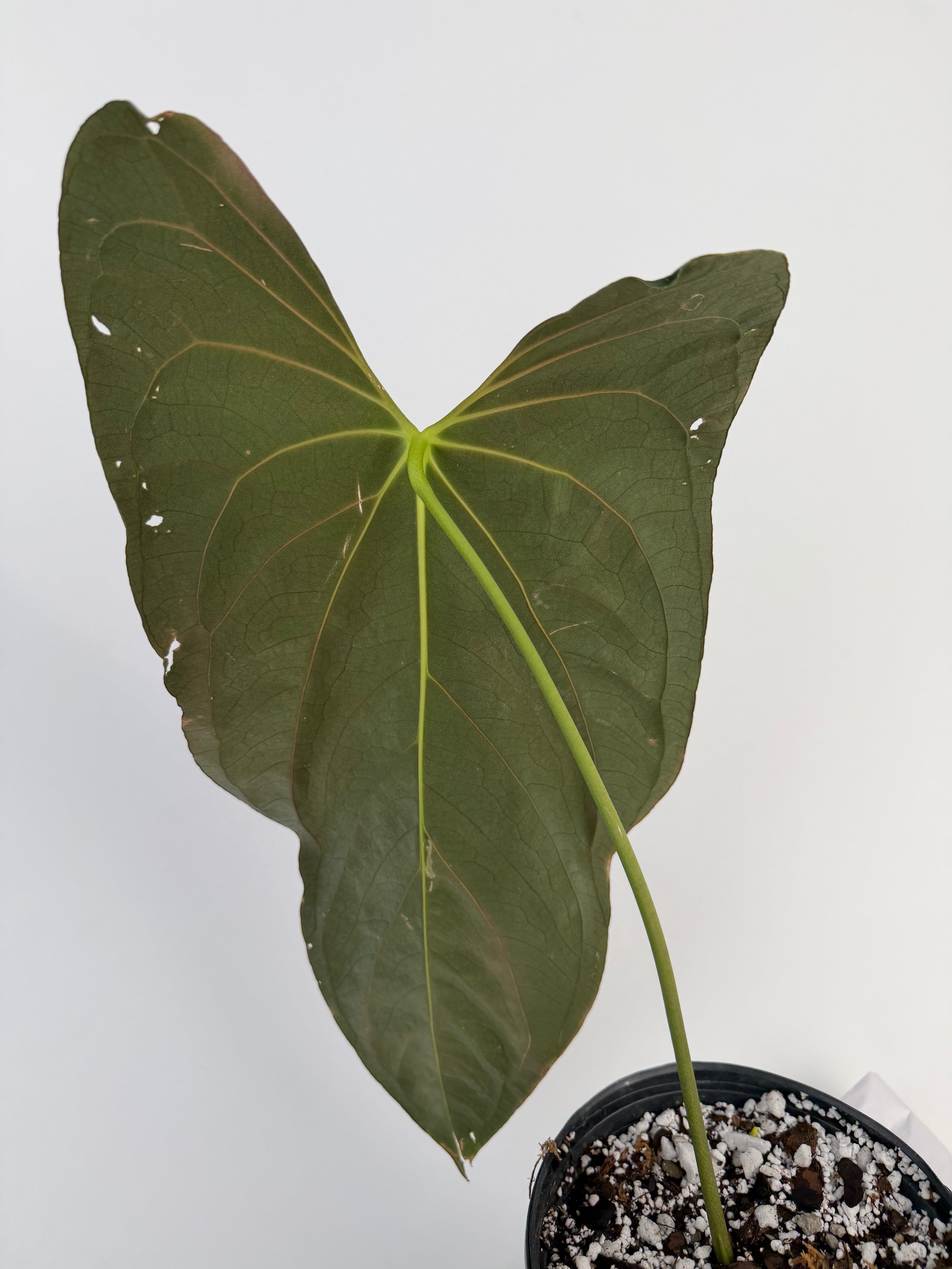 Anthurium ‘Papillilaminum “Ree Gardens Clone” (CS132)