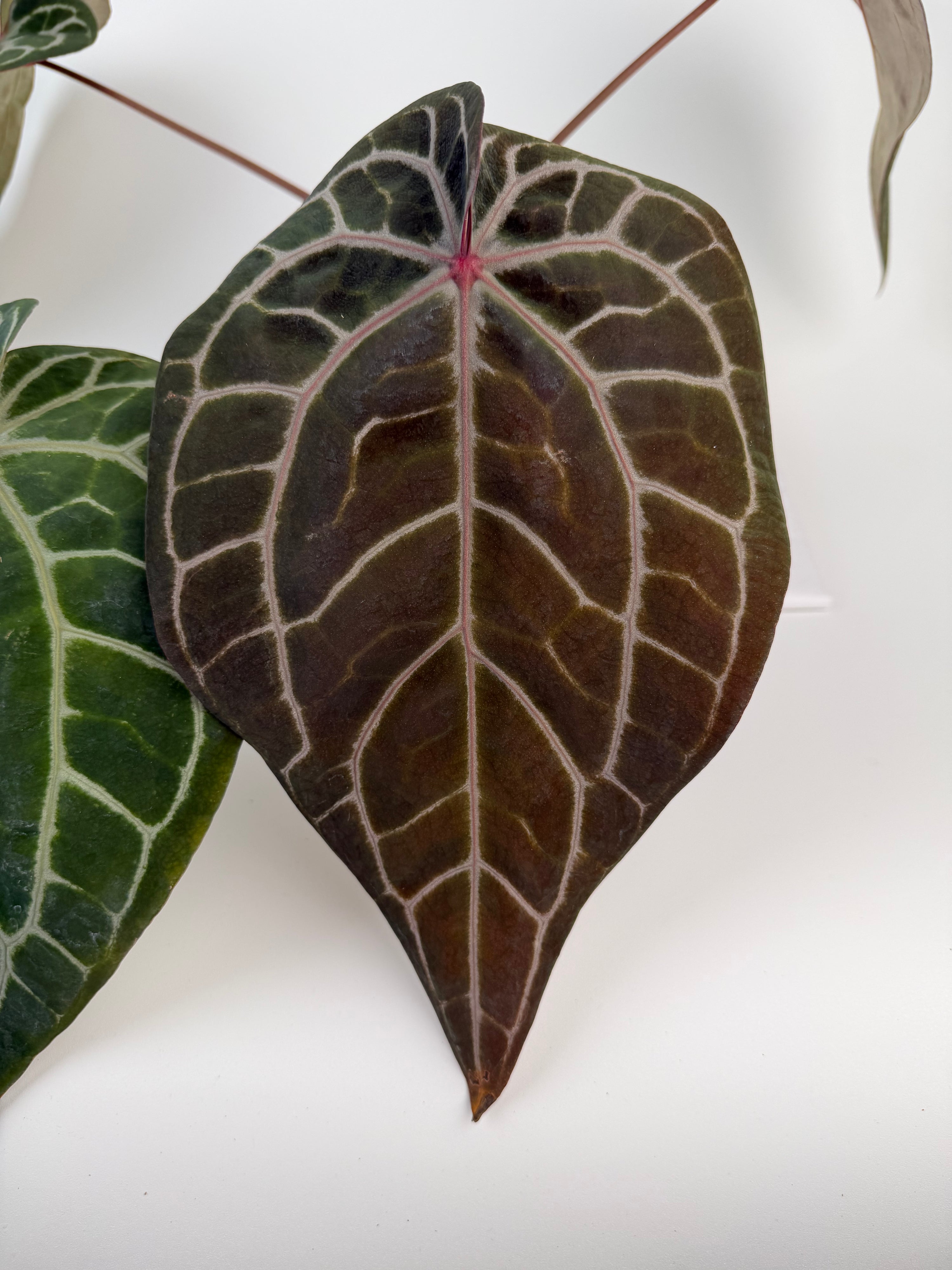 Anthurium 'Doc Block Red F2' x 'Doc Block Purple F2' (CS133)