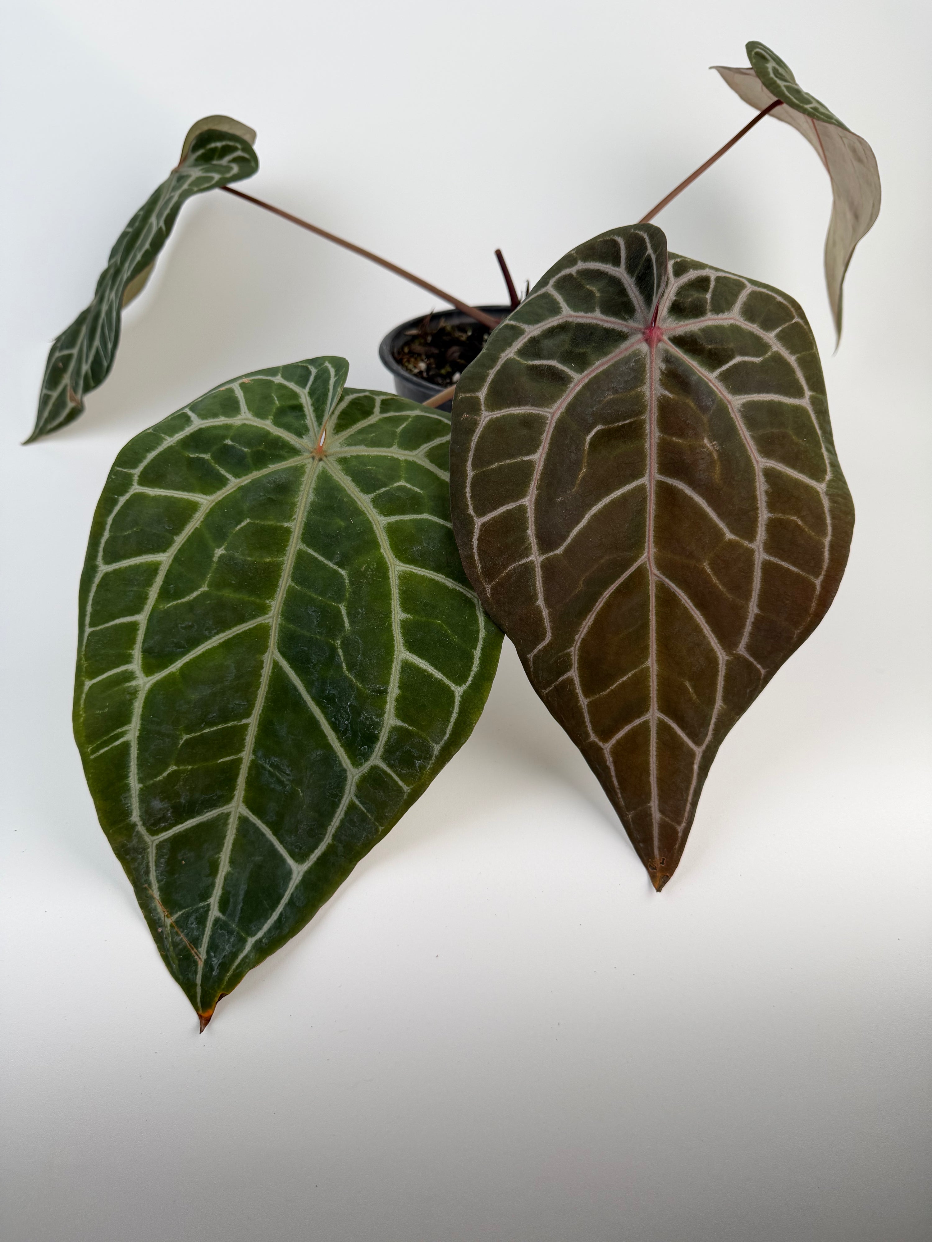 Anthurium 'Doc Block Red F2' x 'Doc Block Purple F2' (CS133)