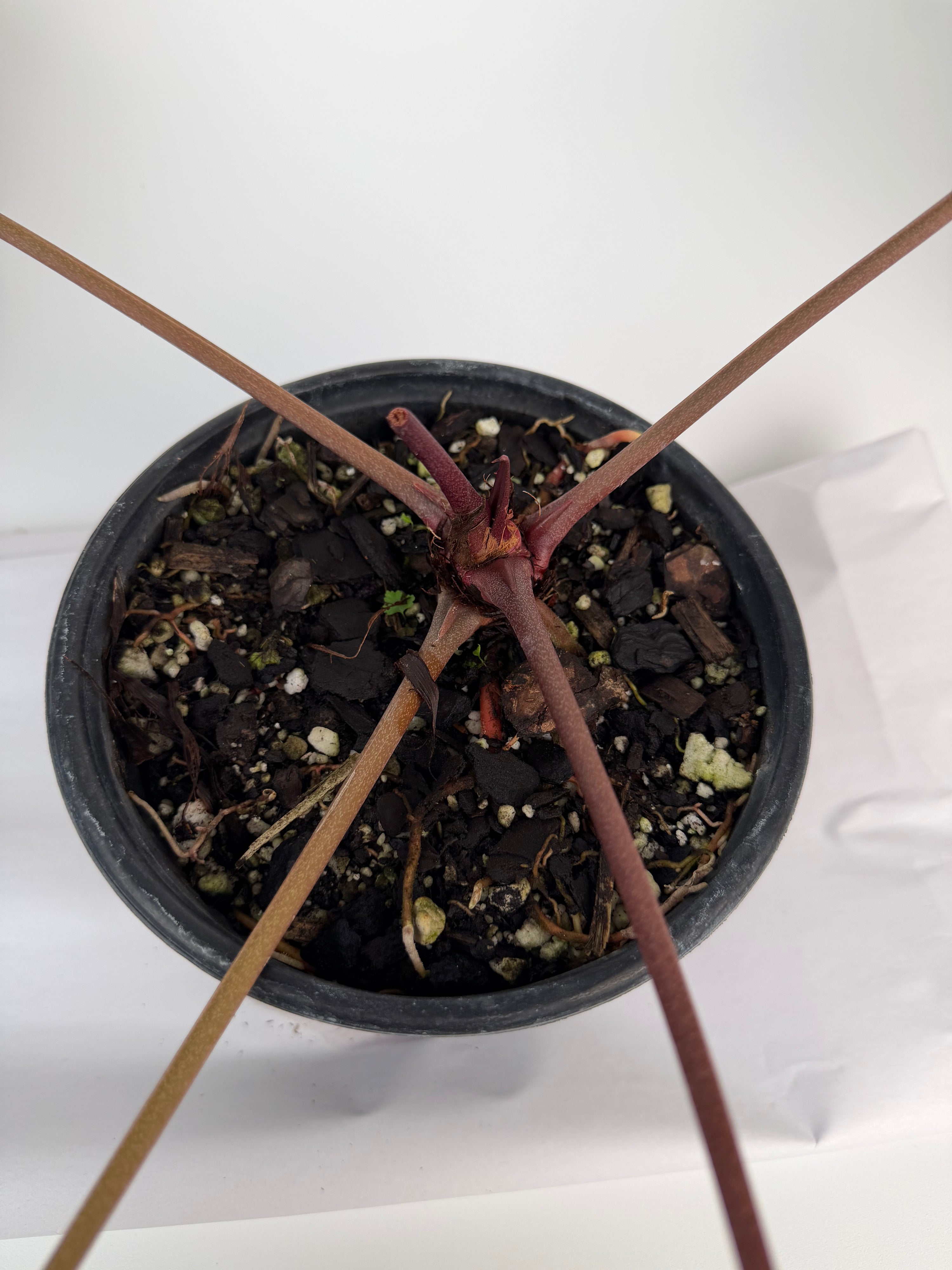 Anthurium 'Doc Block Red F2' x 'Doc Block Purple F2' (CS133)