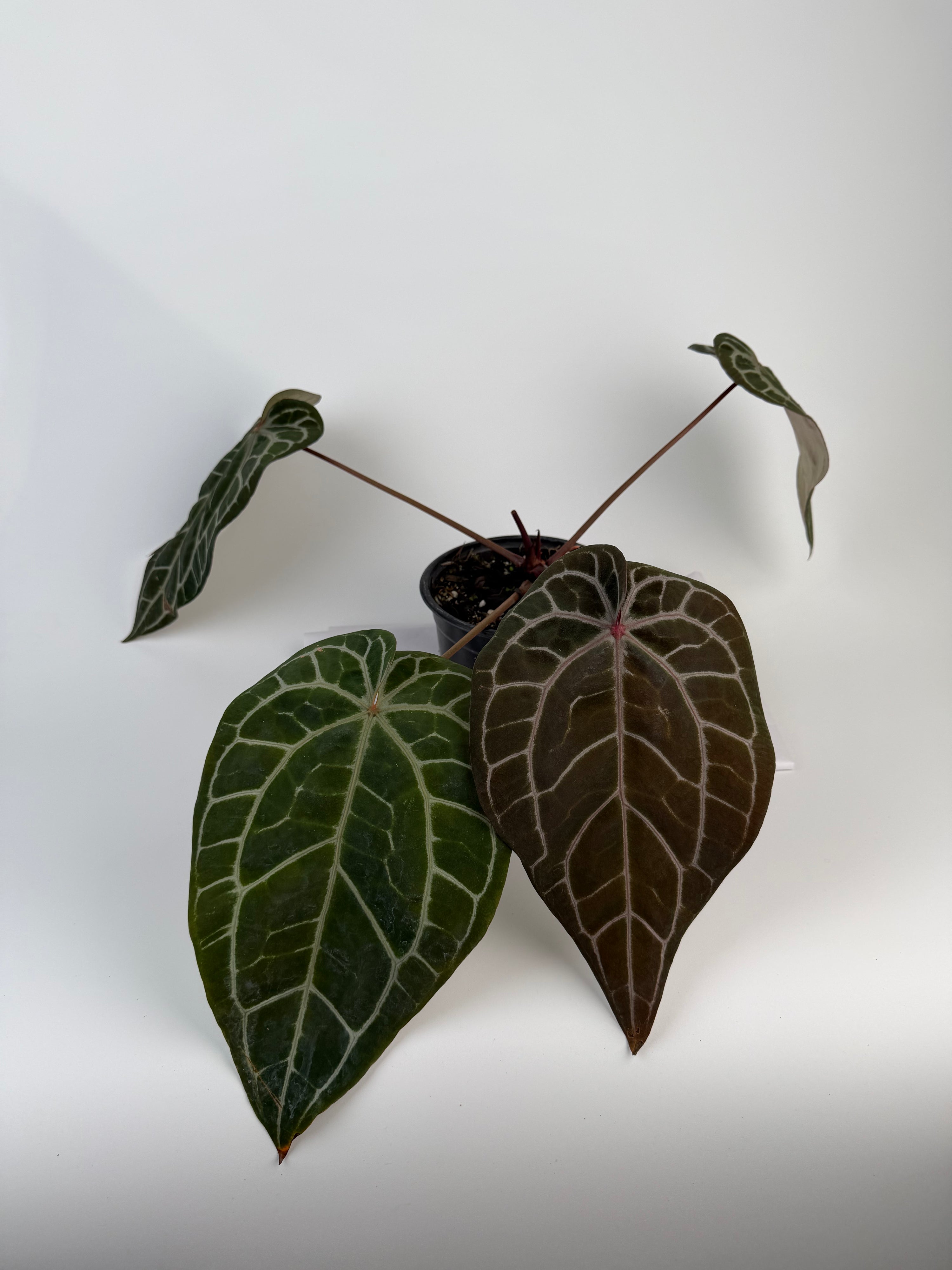 Anthurium 'Doc Block Red F2' x 'Doc Block Purple F2' (CS133)