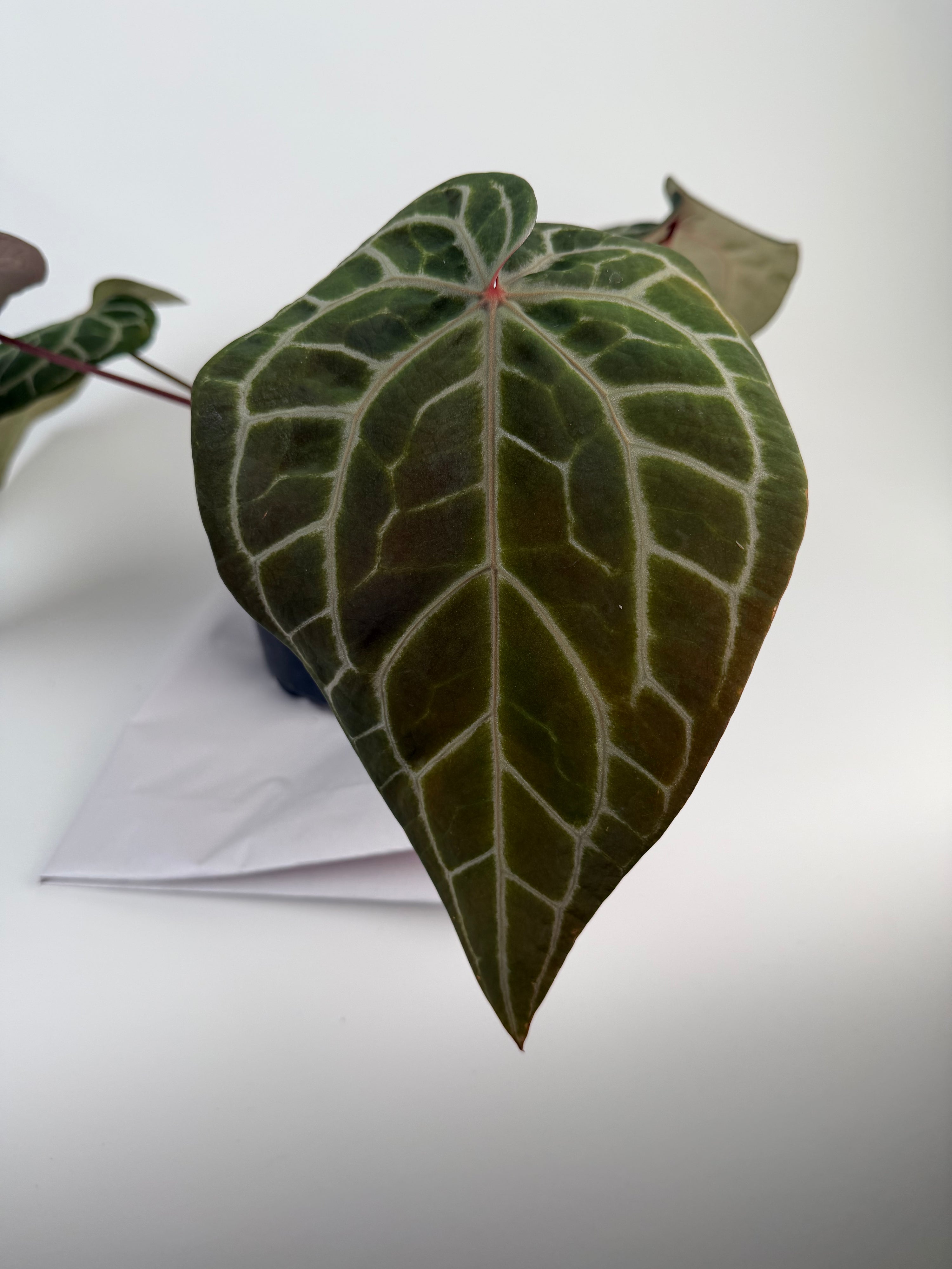 Anthurium 'Doc Block Red F2' x 'Doc Block Purple F2' (CS133)