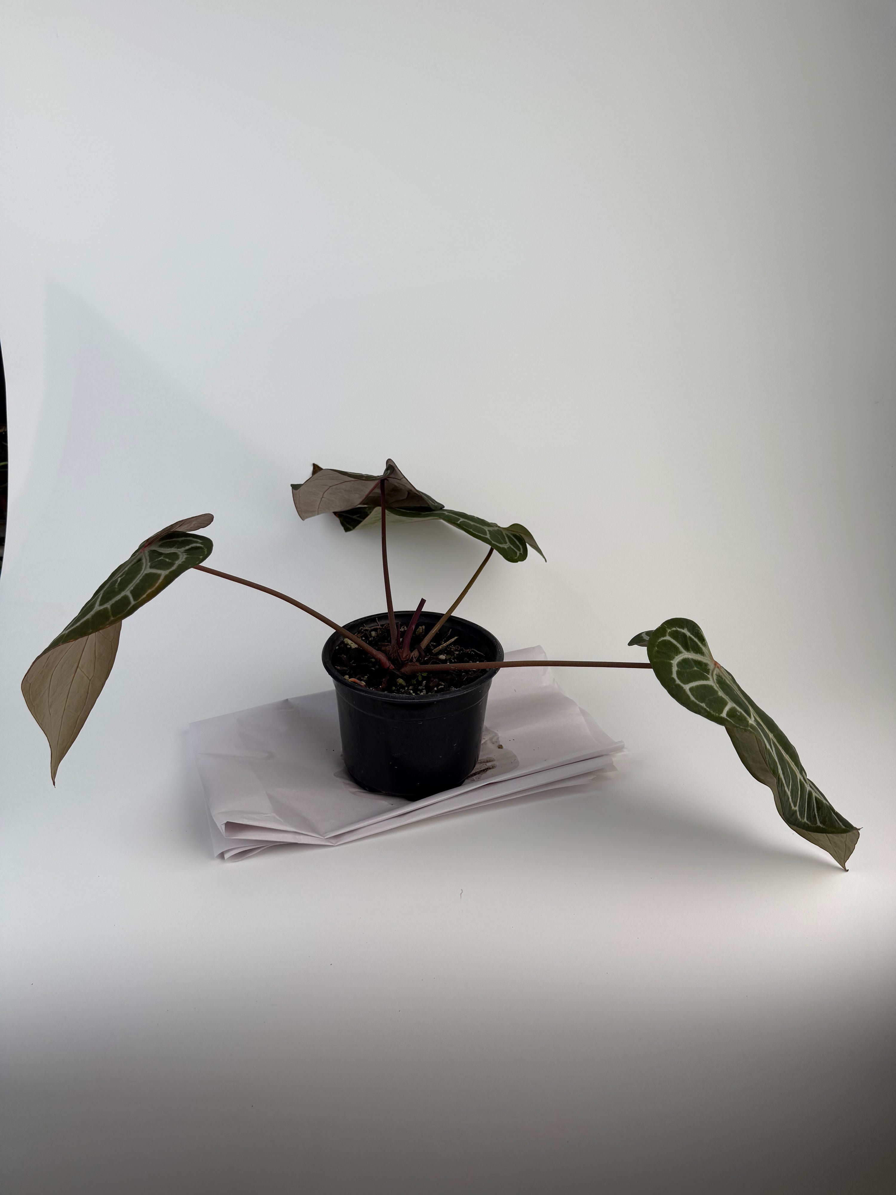 Anthurium 'Doc Block Red F2' x 'Doc Block Purple F2' (CS133)