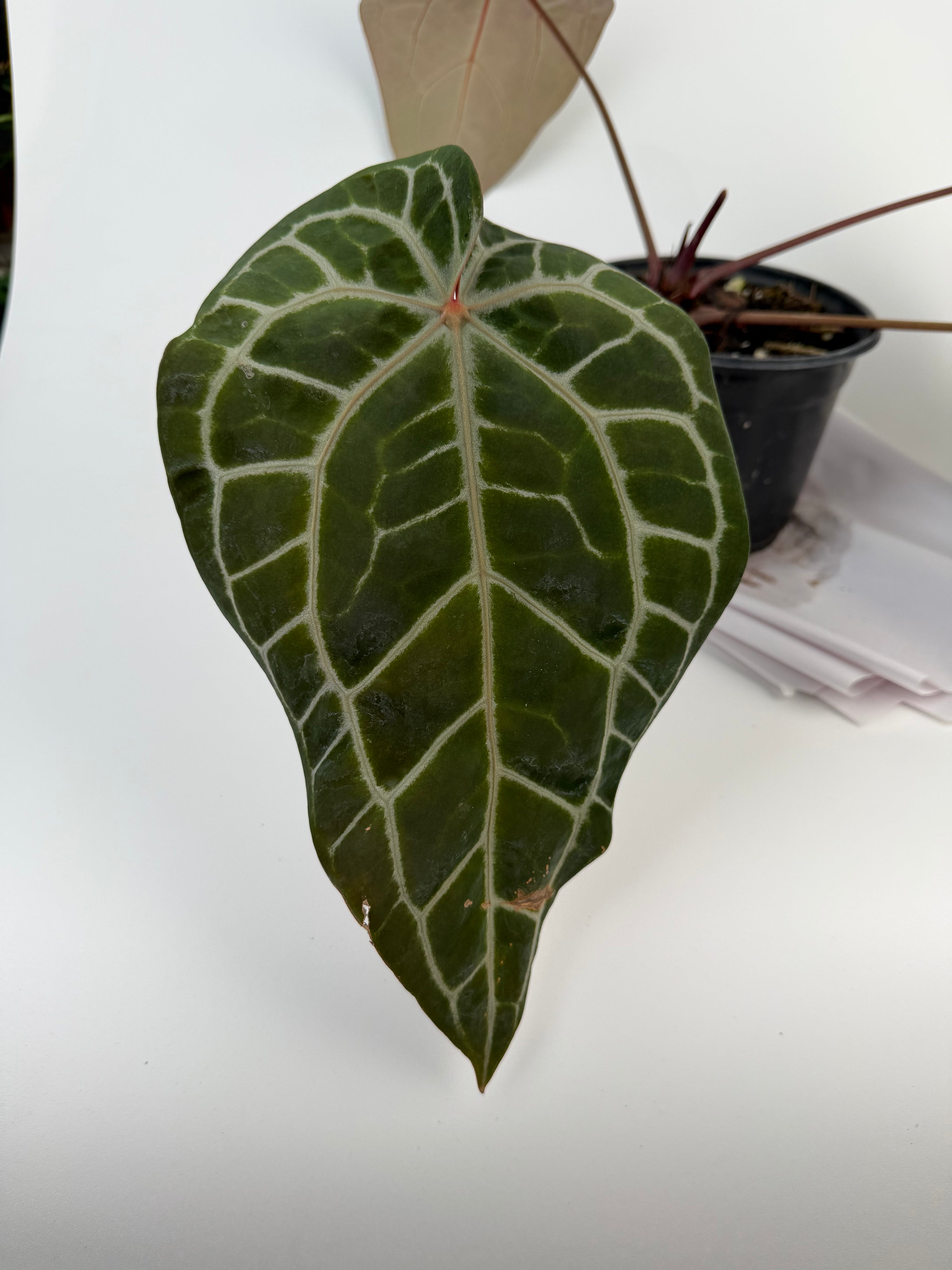 Anthurium 'Doc Block Red F2' x 'Doc Block Purple F2' (CS133)