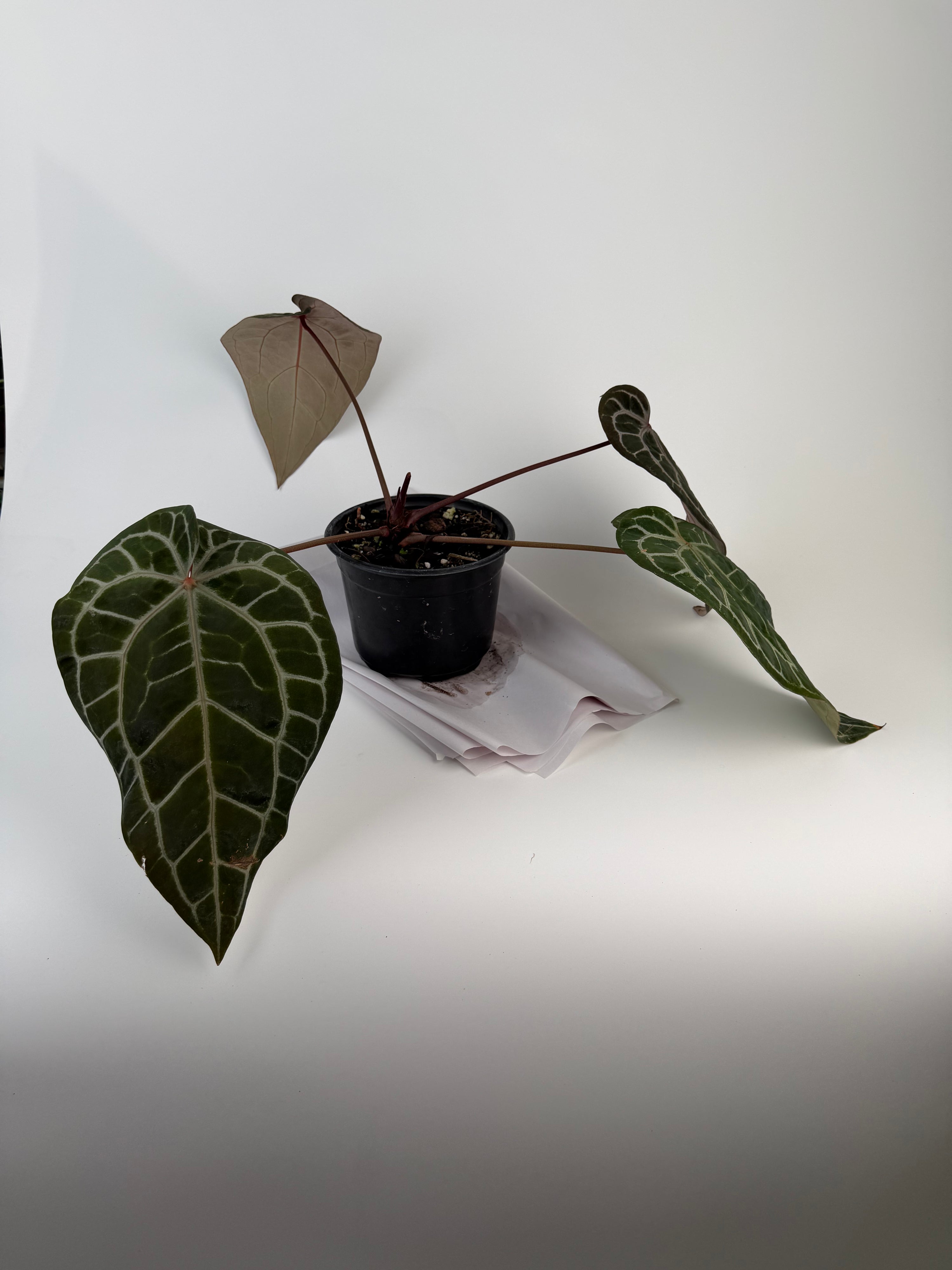 Anthurium 'Doc Block Red F2' x 'Doc Block Purple F2' (CS133)