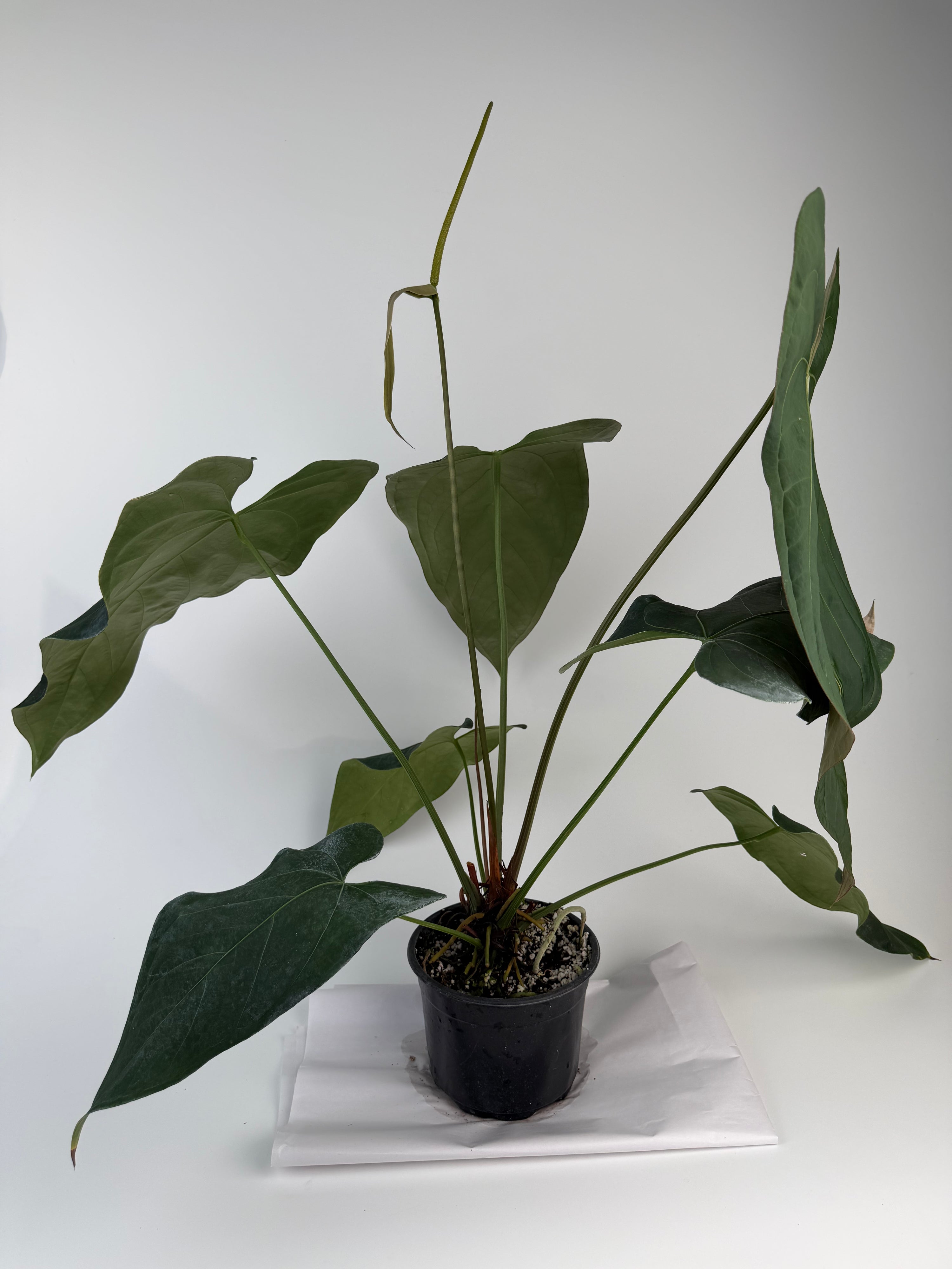 Anthurium 'Mike's Mag Pap Dark' (CS134)