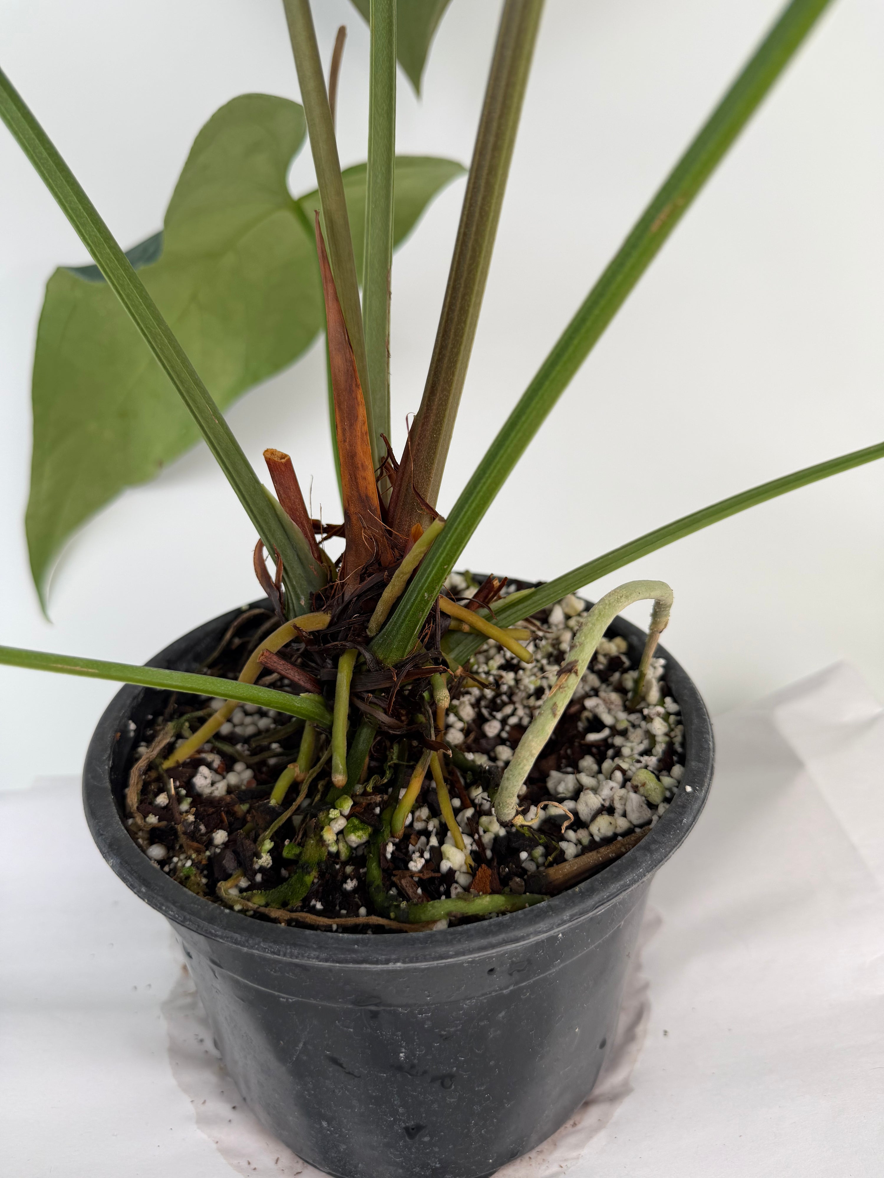 Anthurium 'Mike's Mag Pap Dark' (CS134)
