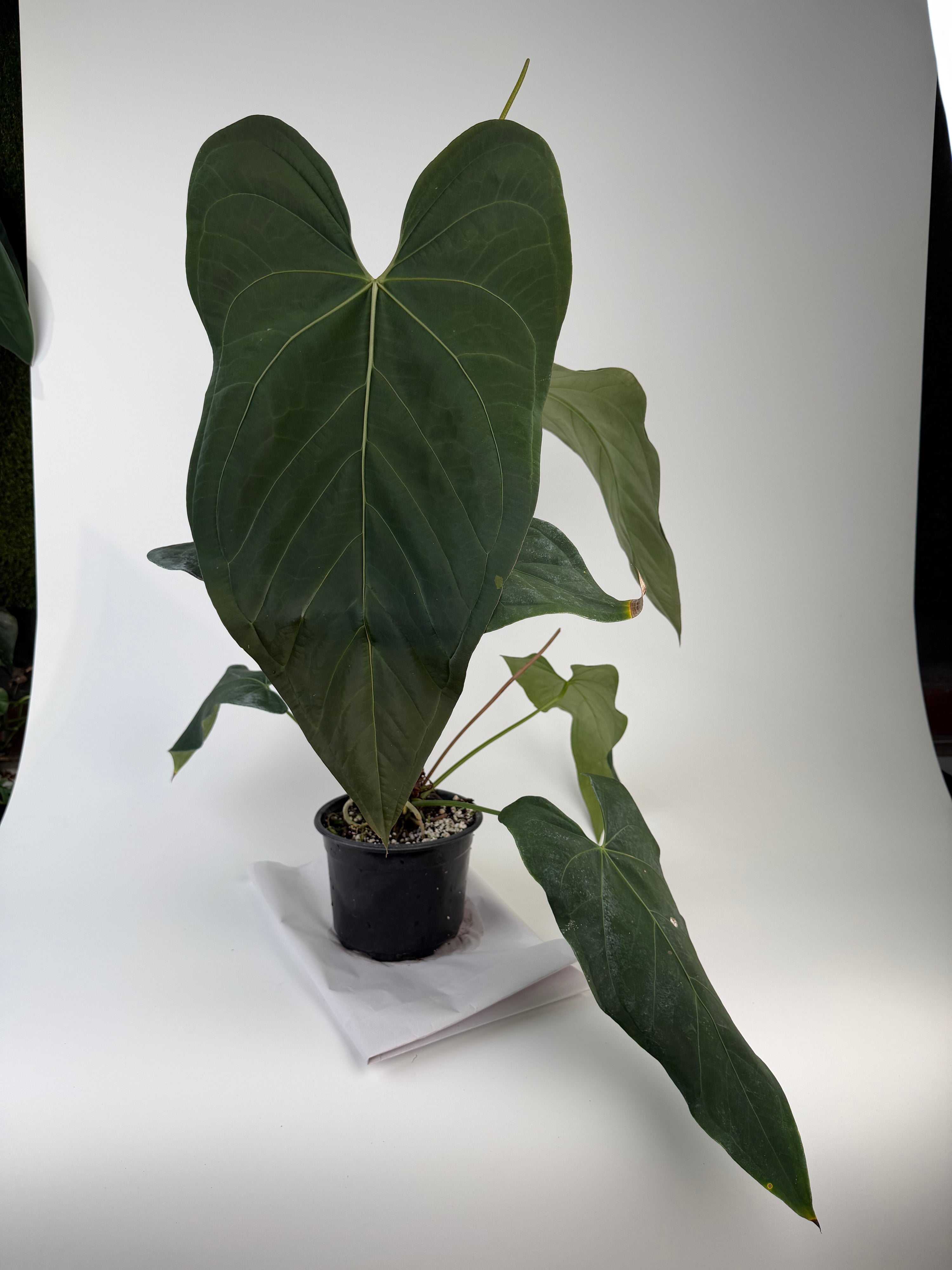 Anthurium 'Mike's Mag Pap Dark' (CS134)