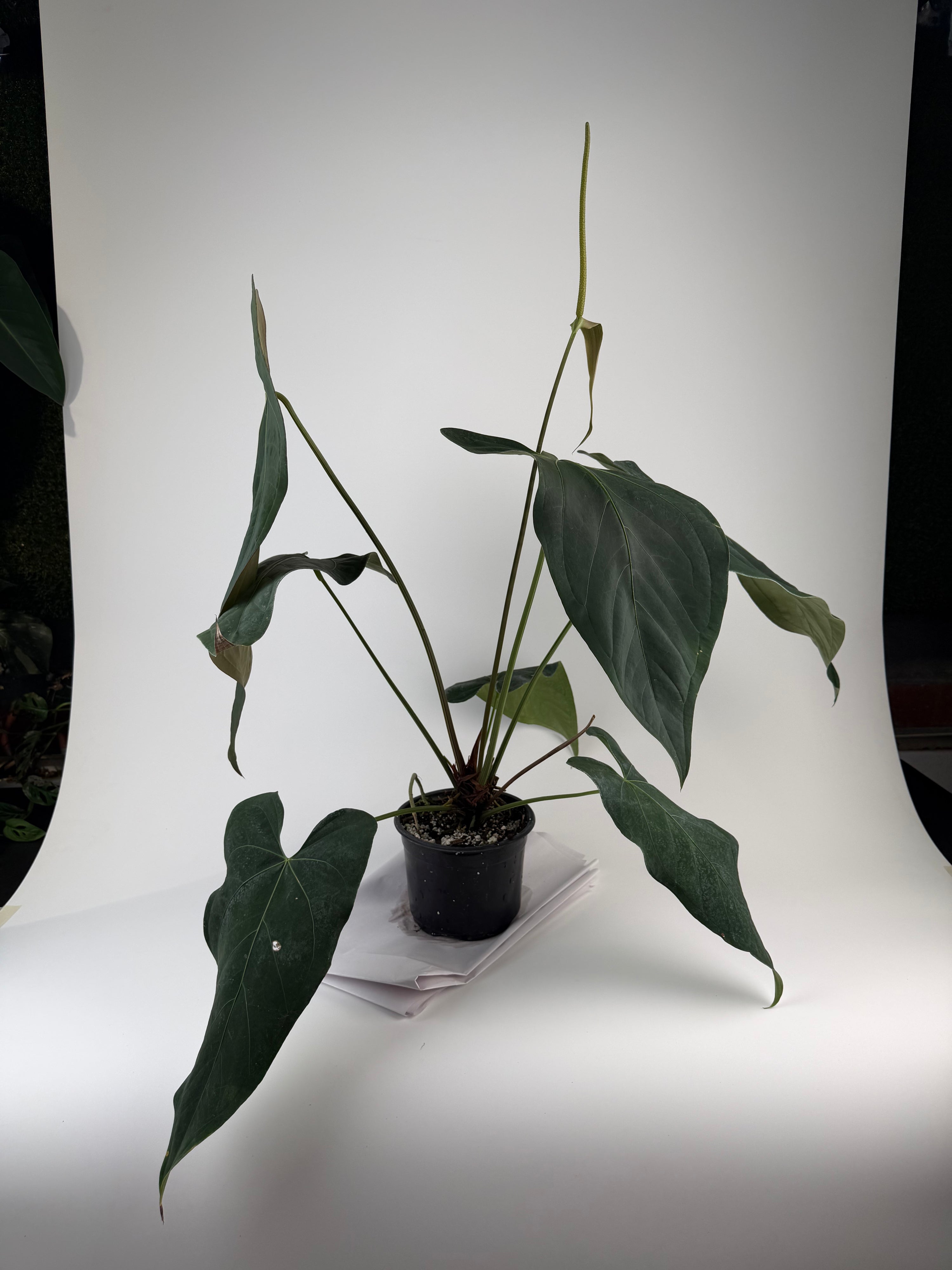 Anthurium 'Mike's Mag Pap Dark' (CS134)