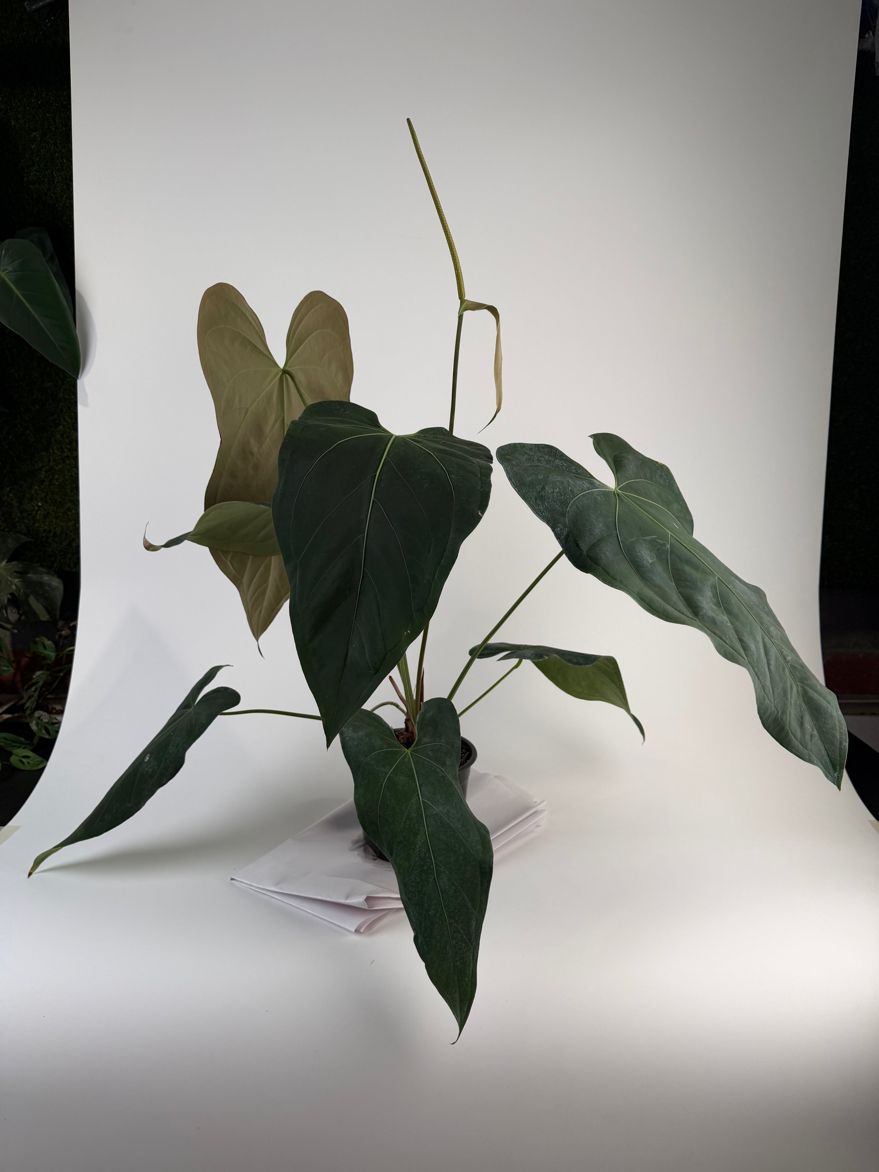 Anthurium 'Mike's Mag Pap Dark' (CS134)