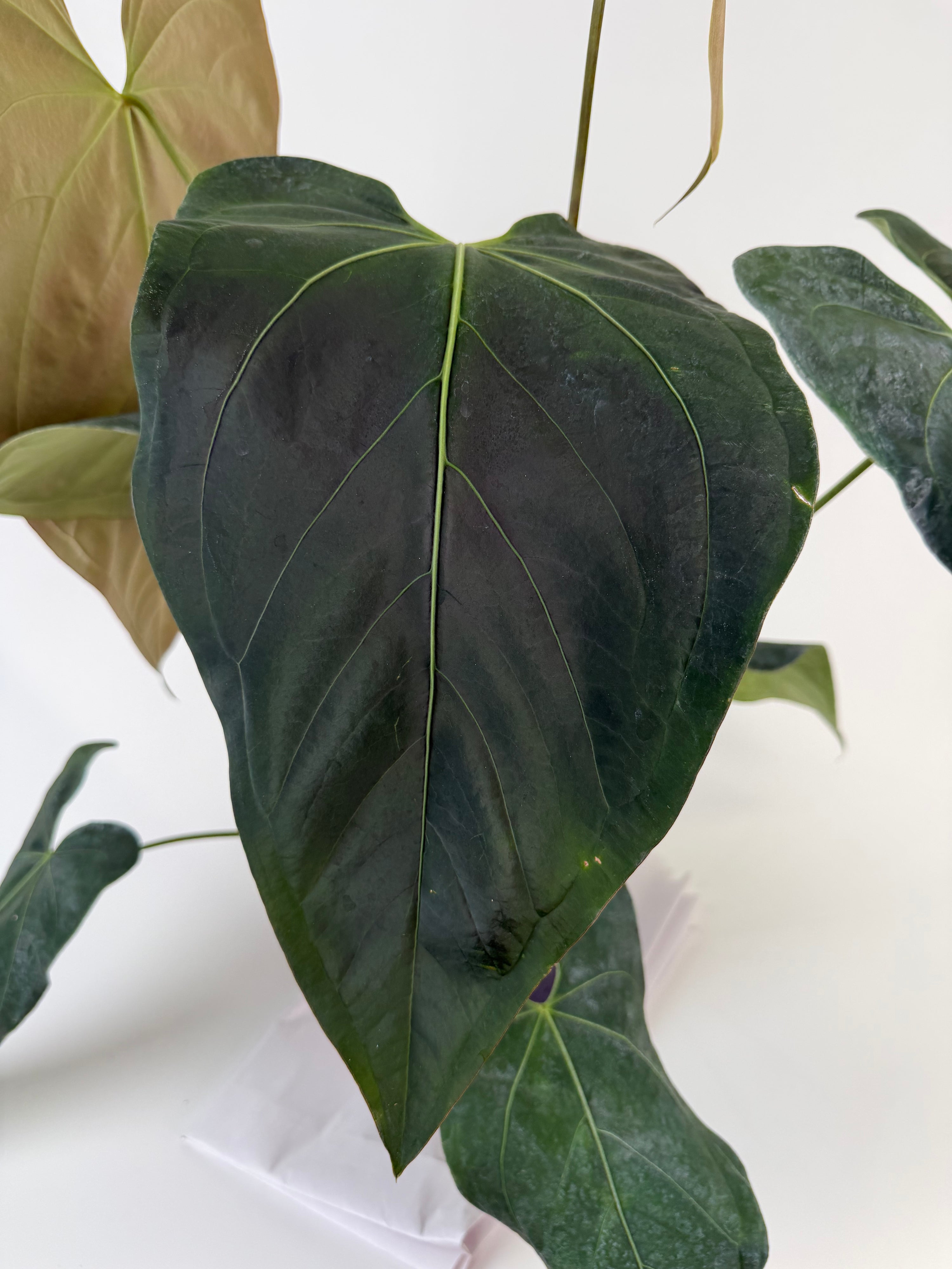 Anthurium 'Mike's Mag Pap Dark' (CS134)