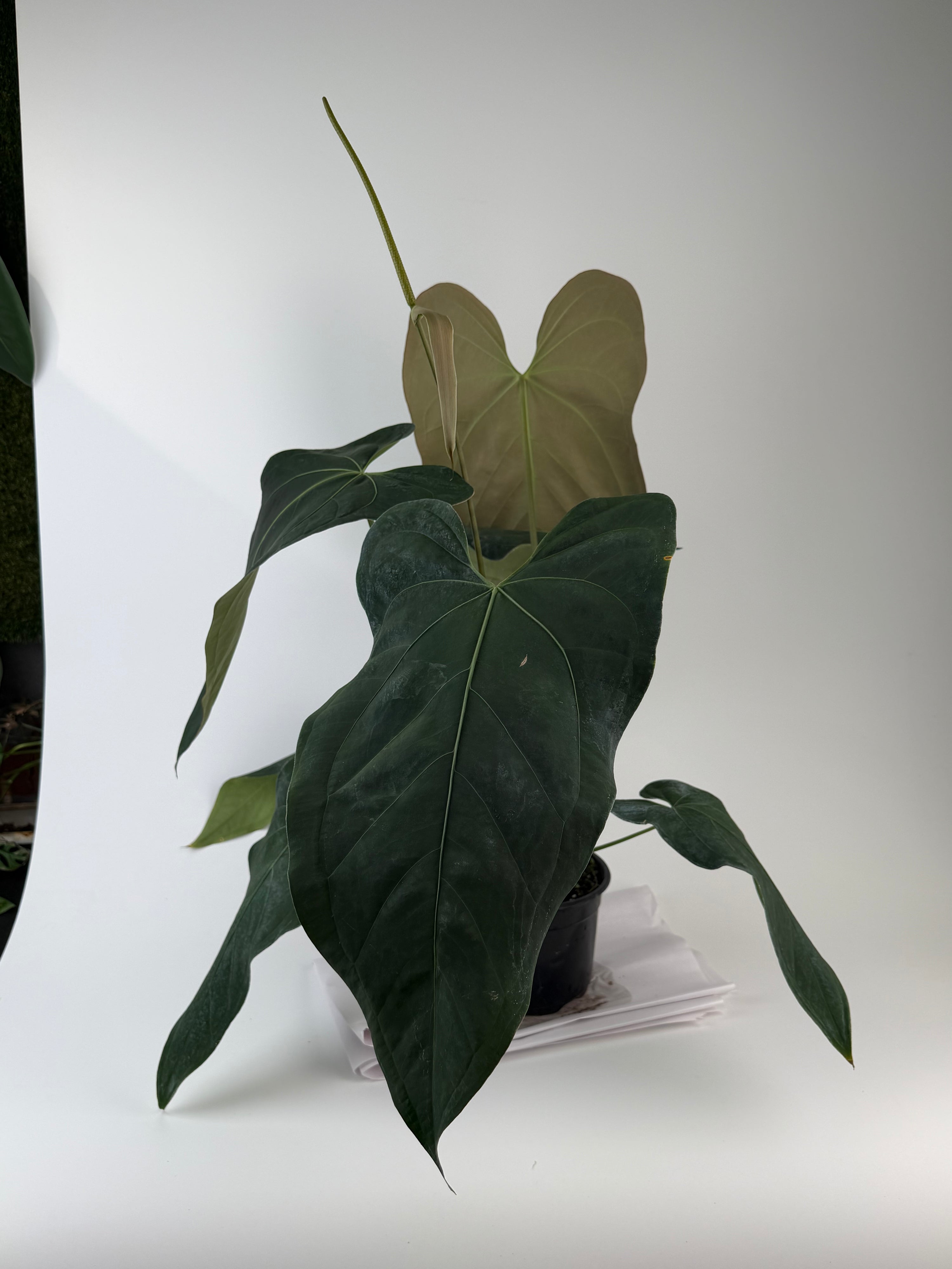 Anthurium 'Mike's Mag Pap Dark' (CS134)