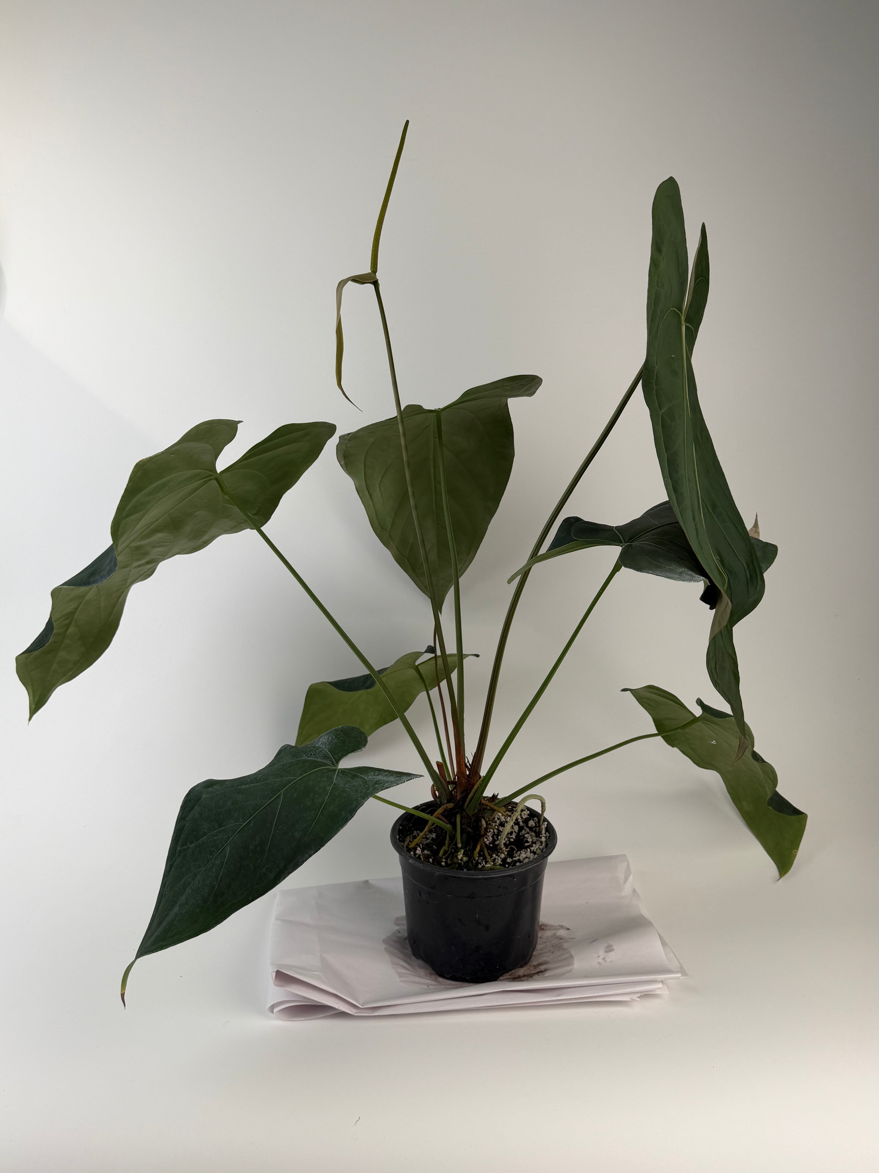 Anthurium 'Mike's Mag Pap Dark' (CS134)