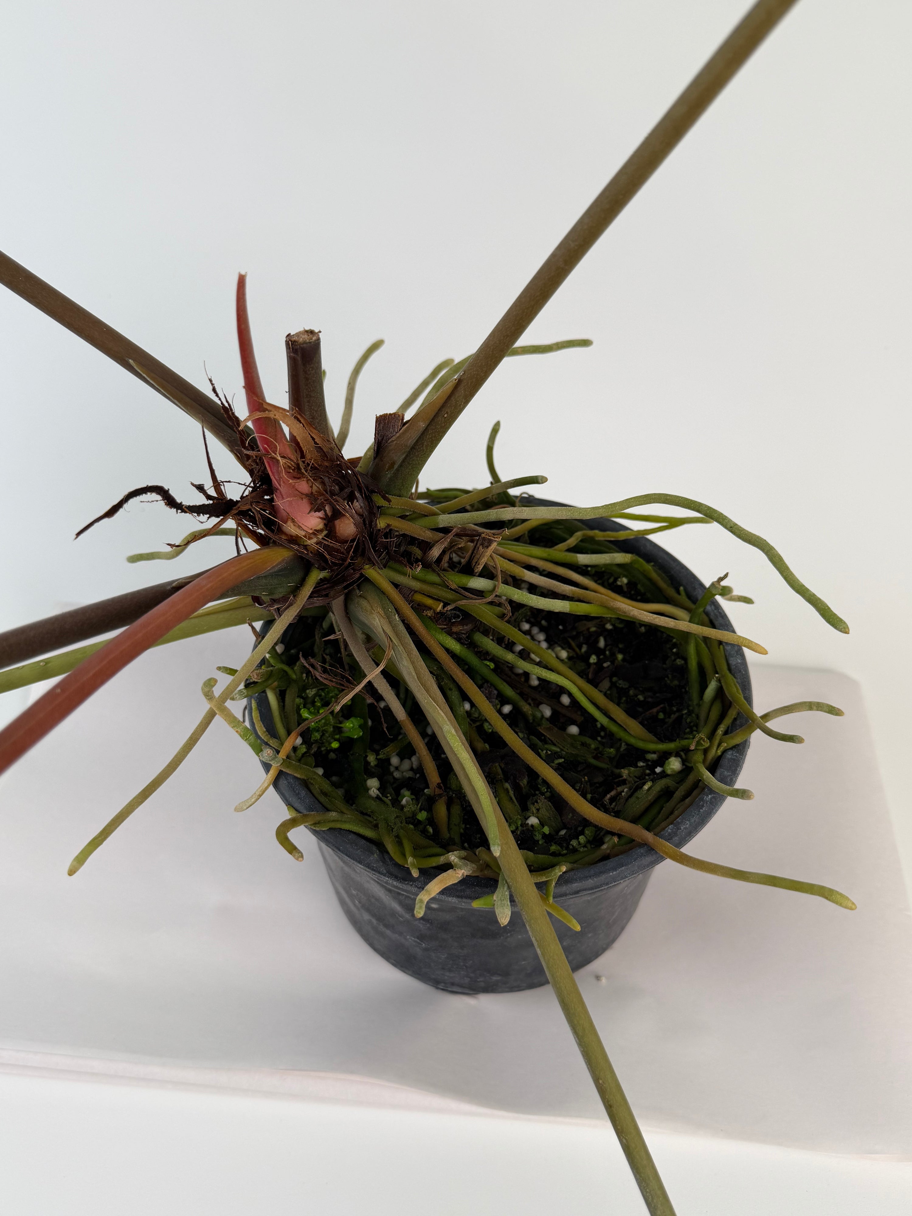 Anthurium 'Tim Anderson Mag Pap #2' x 'Tim Anderson Crystal Black' (CS135)