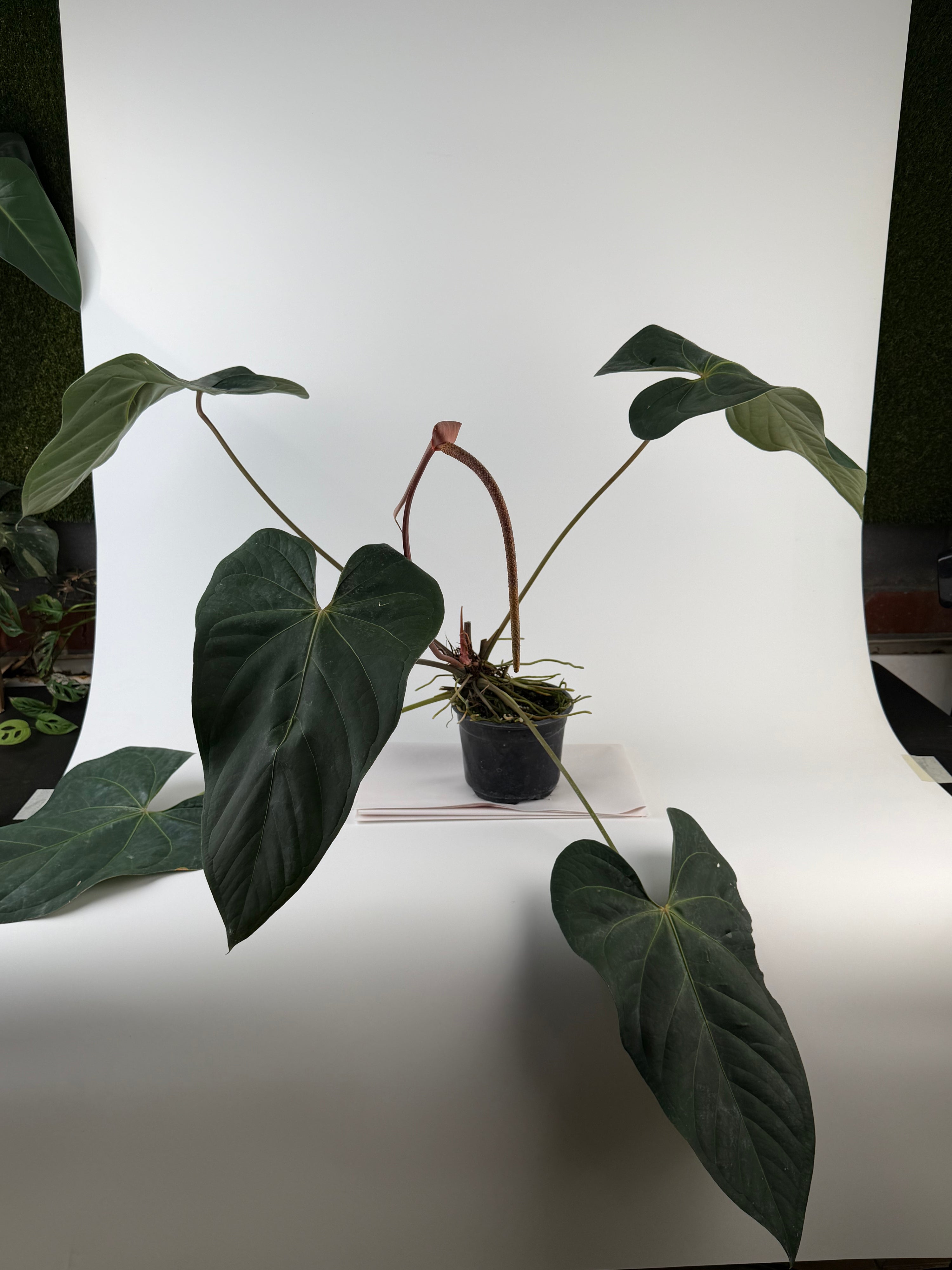 Anthurium 'Tim Anderson Mag Pap #2' x 'Tim Anderson Crystal Black' (CS135)
