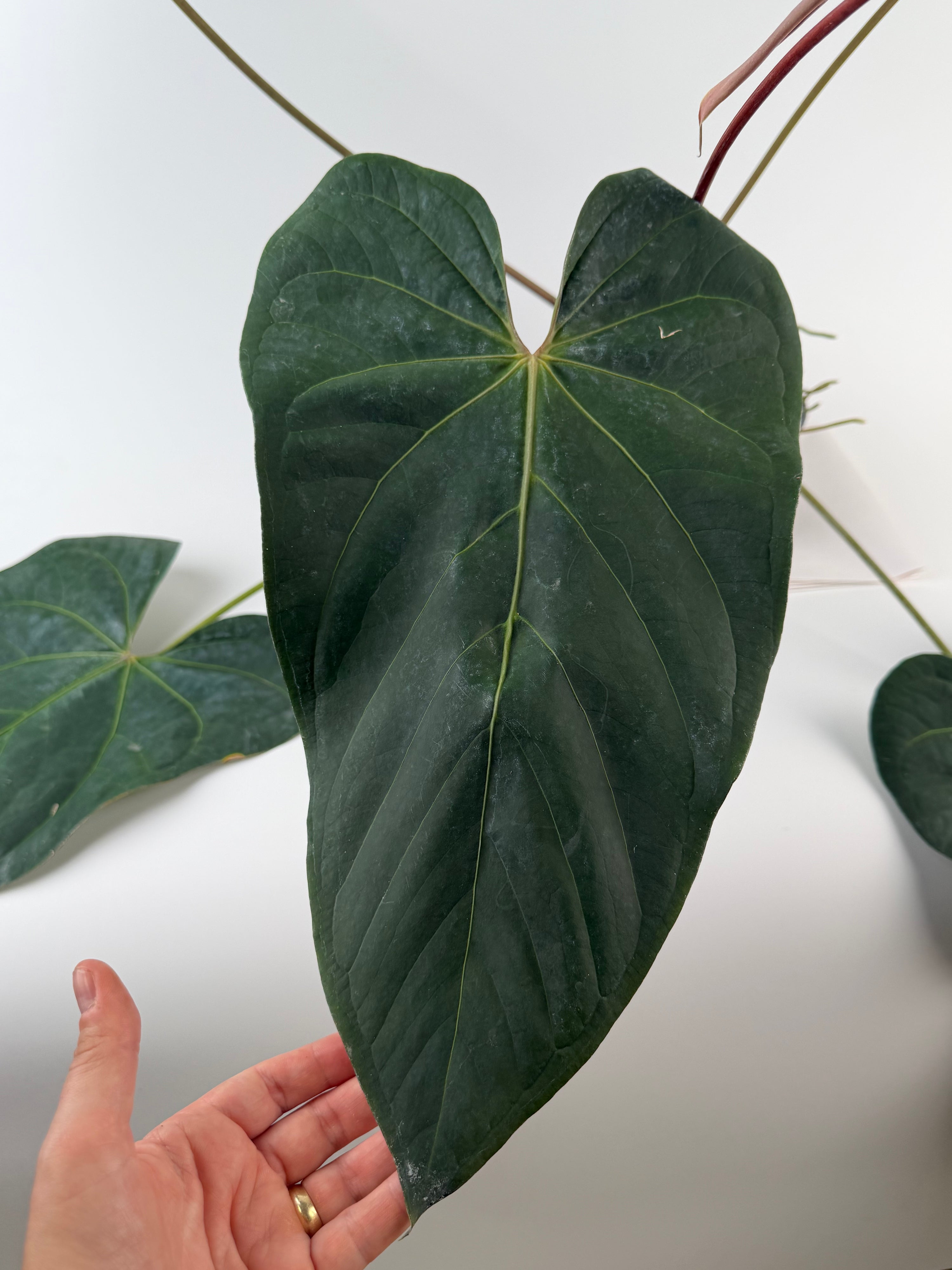 Anthurium 'Tim Anderson Mag Pap #2' x 'Tim Anderson Crystal Black' (CS135)