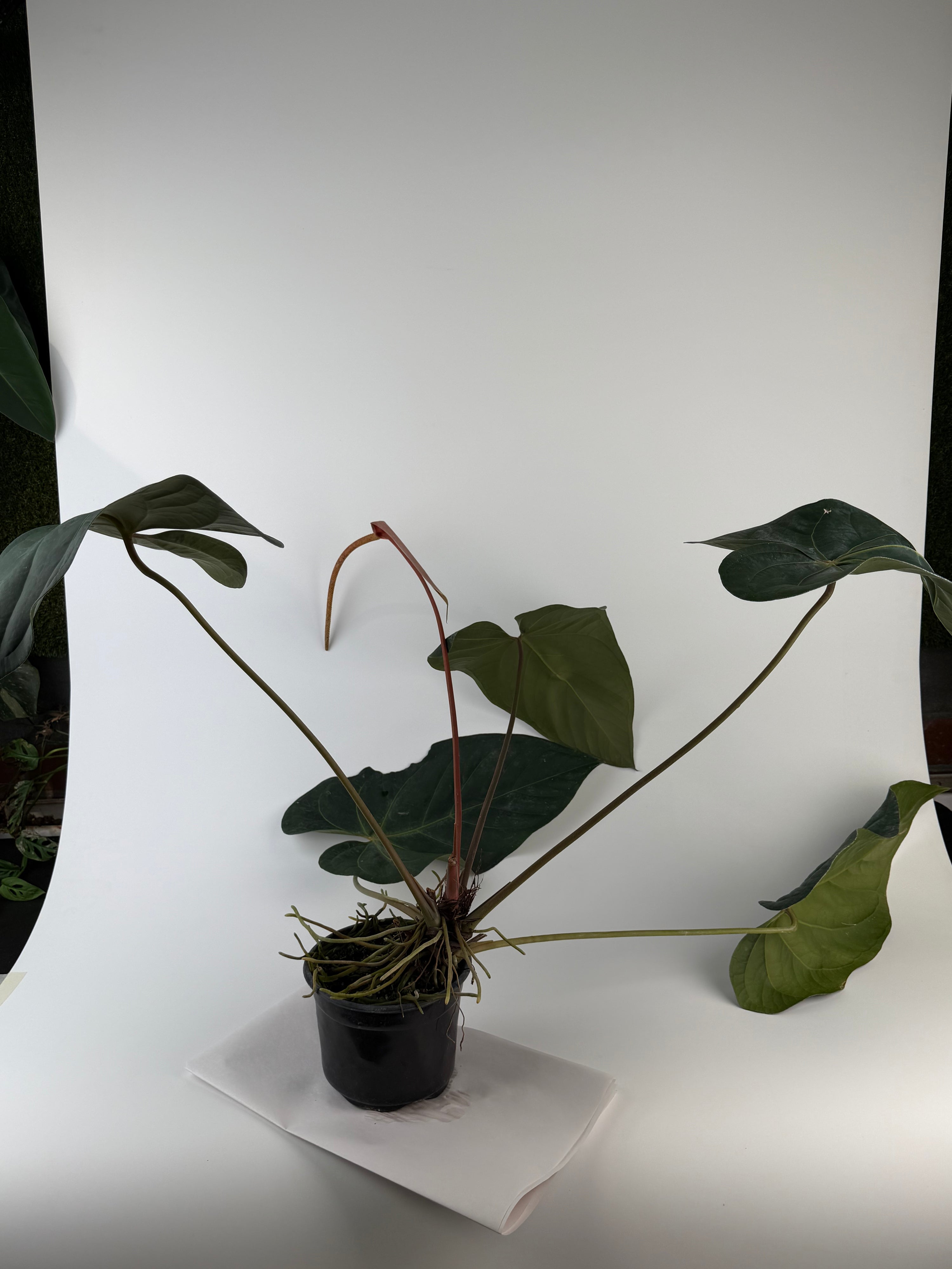 Anthurium 'Tim Anderson Mag Pap #2' x 'Tim Anderson Crystal Black' (CS135)