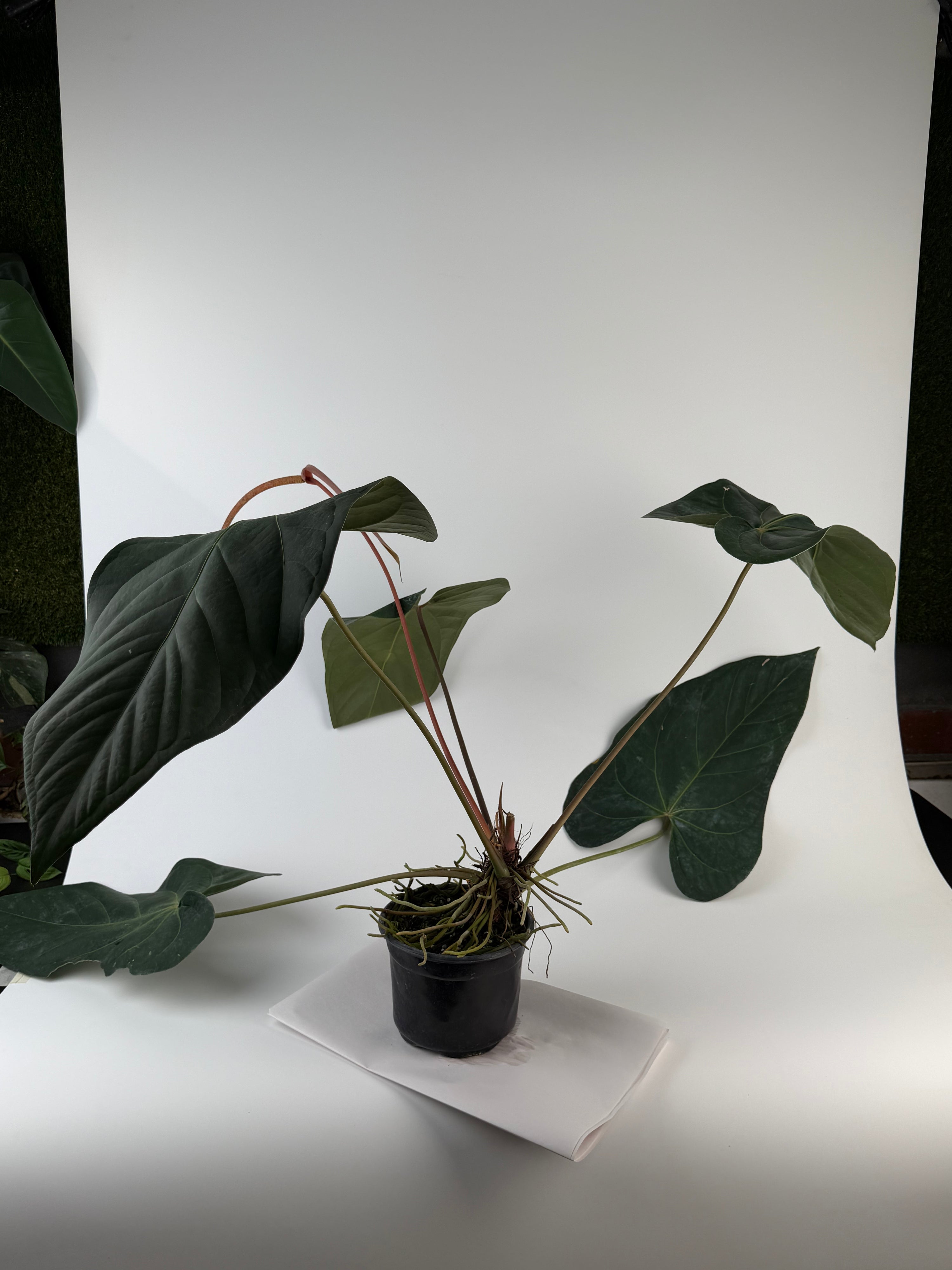Anthurium 'Tim Anderson Mag Pap #2' x 'Tim Anderson Crystal Black' (CS135)