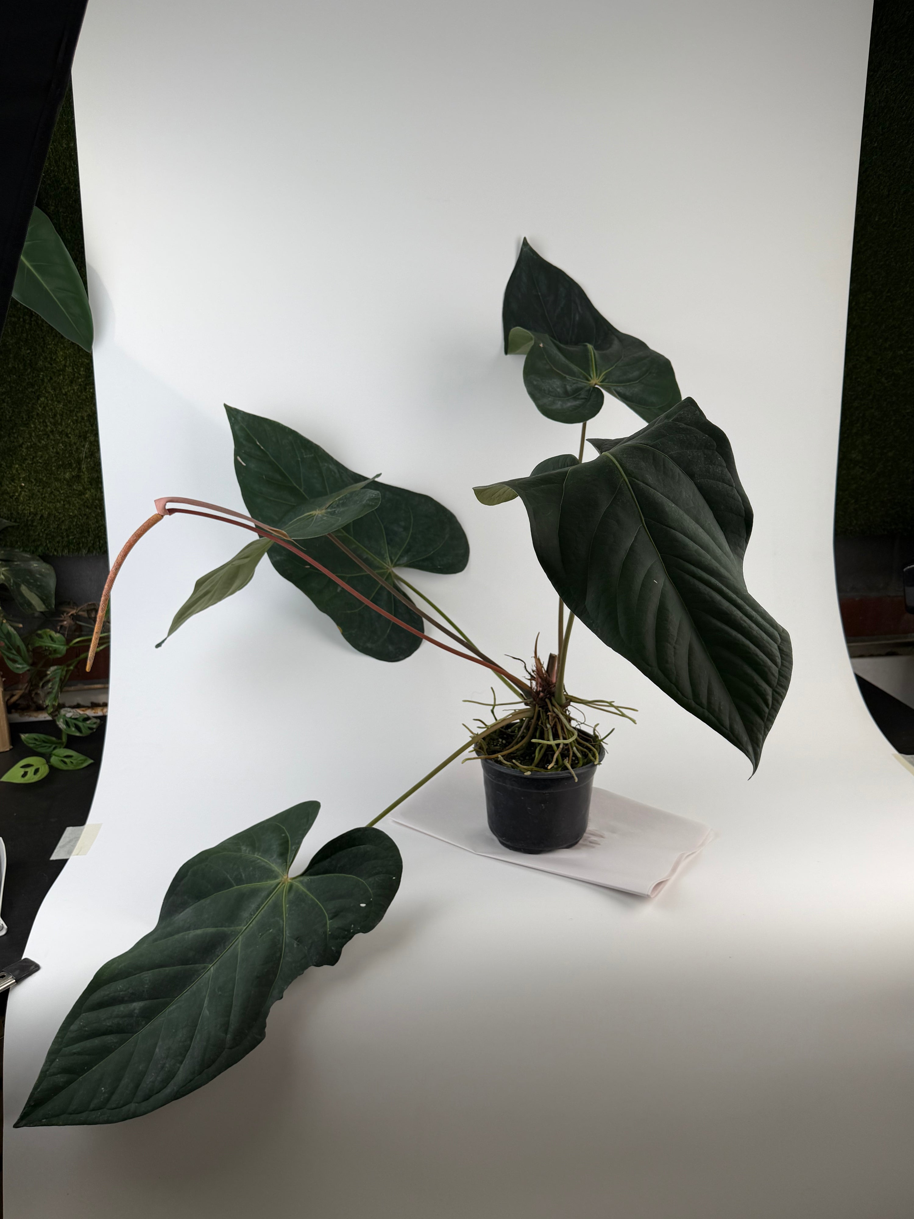 Anthurium 'Tim Anderson Mag Pap #2' x 'Tim Anderson Crystal Black' (CS135)