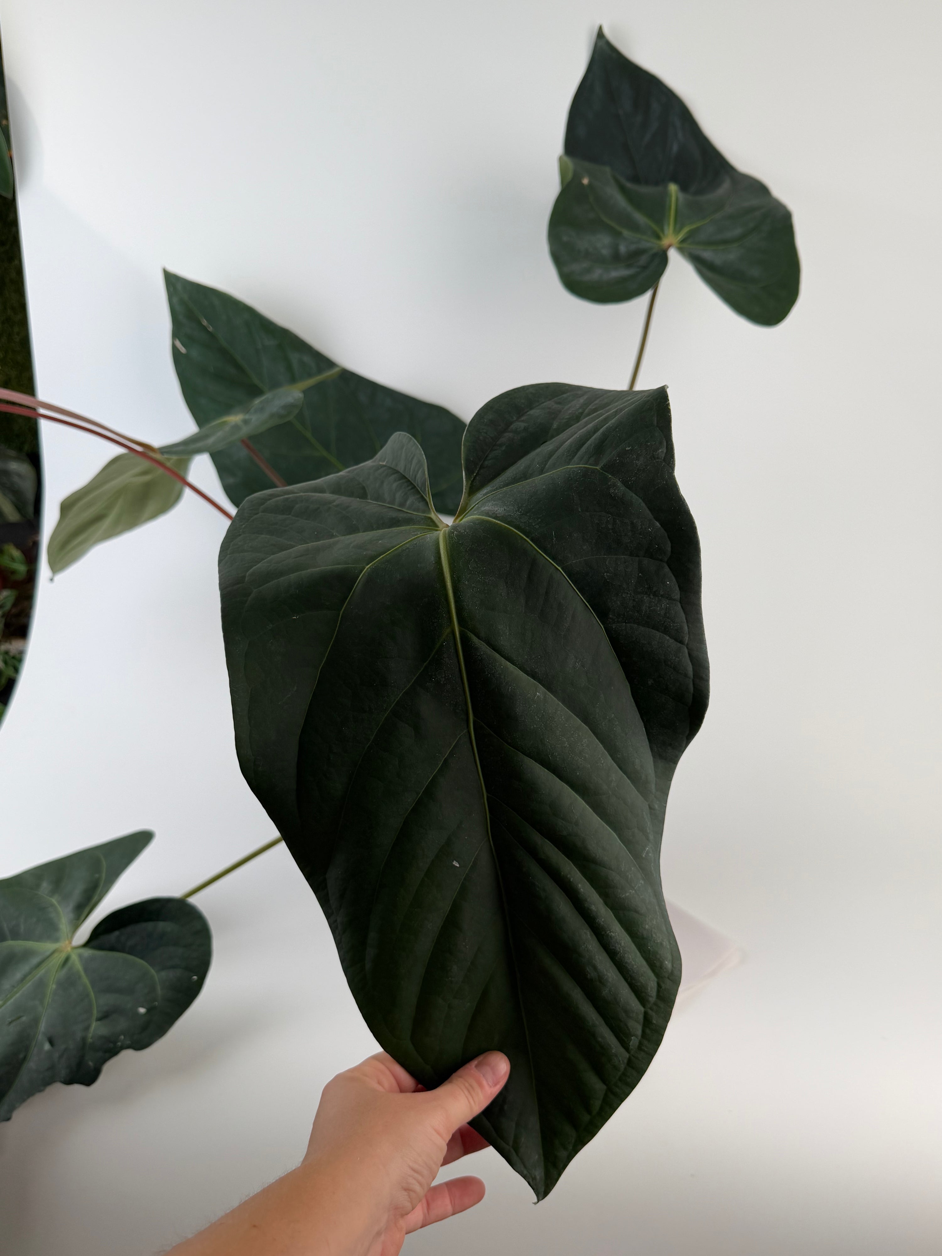 Anthurium 'Tim Anderson Mag Pap #2' x 'Tim Anderson Crystal Black' (CS135)