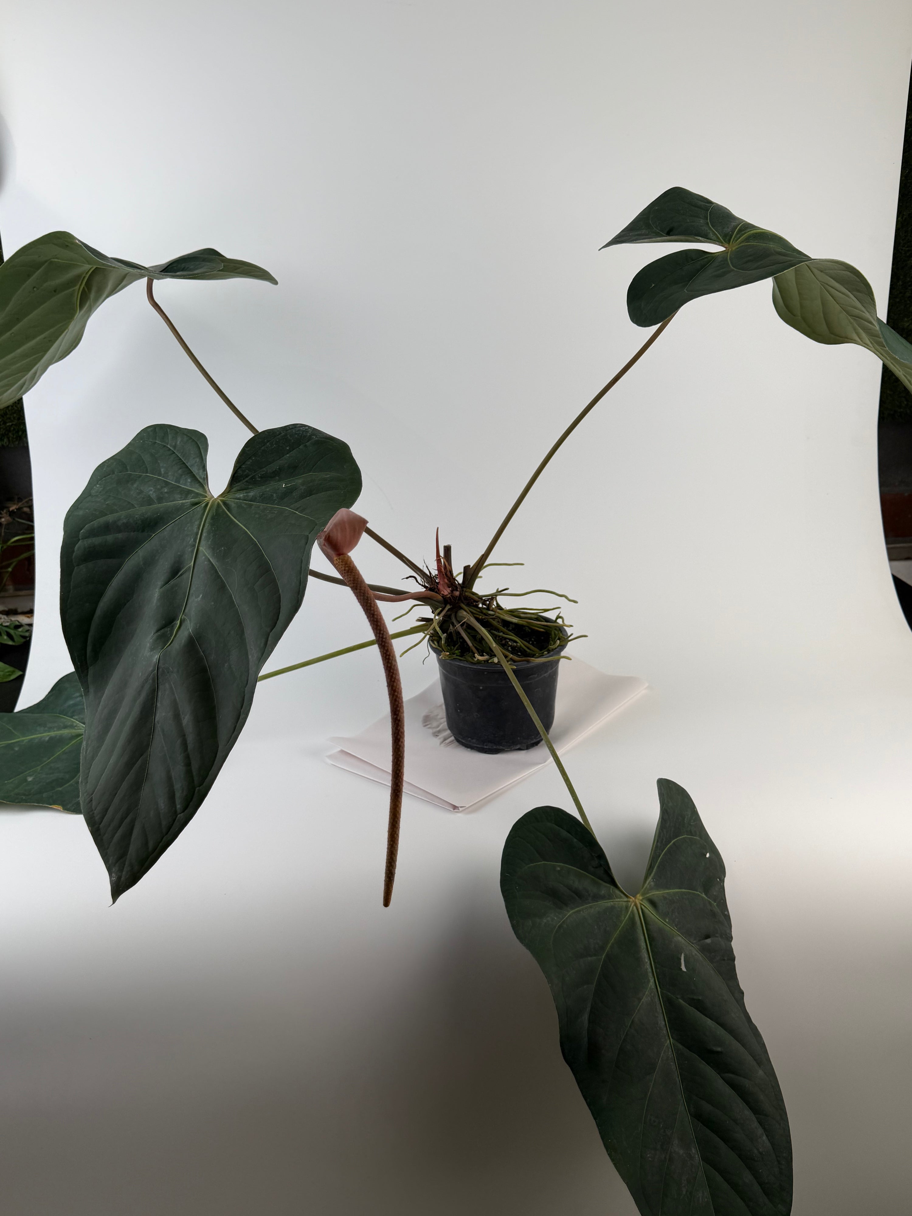 Anthurium 'Tim Anderson Mag Pap #2' x 'Tim Anderson Crystal Black' (CS135)
