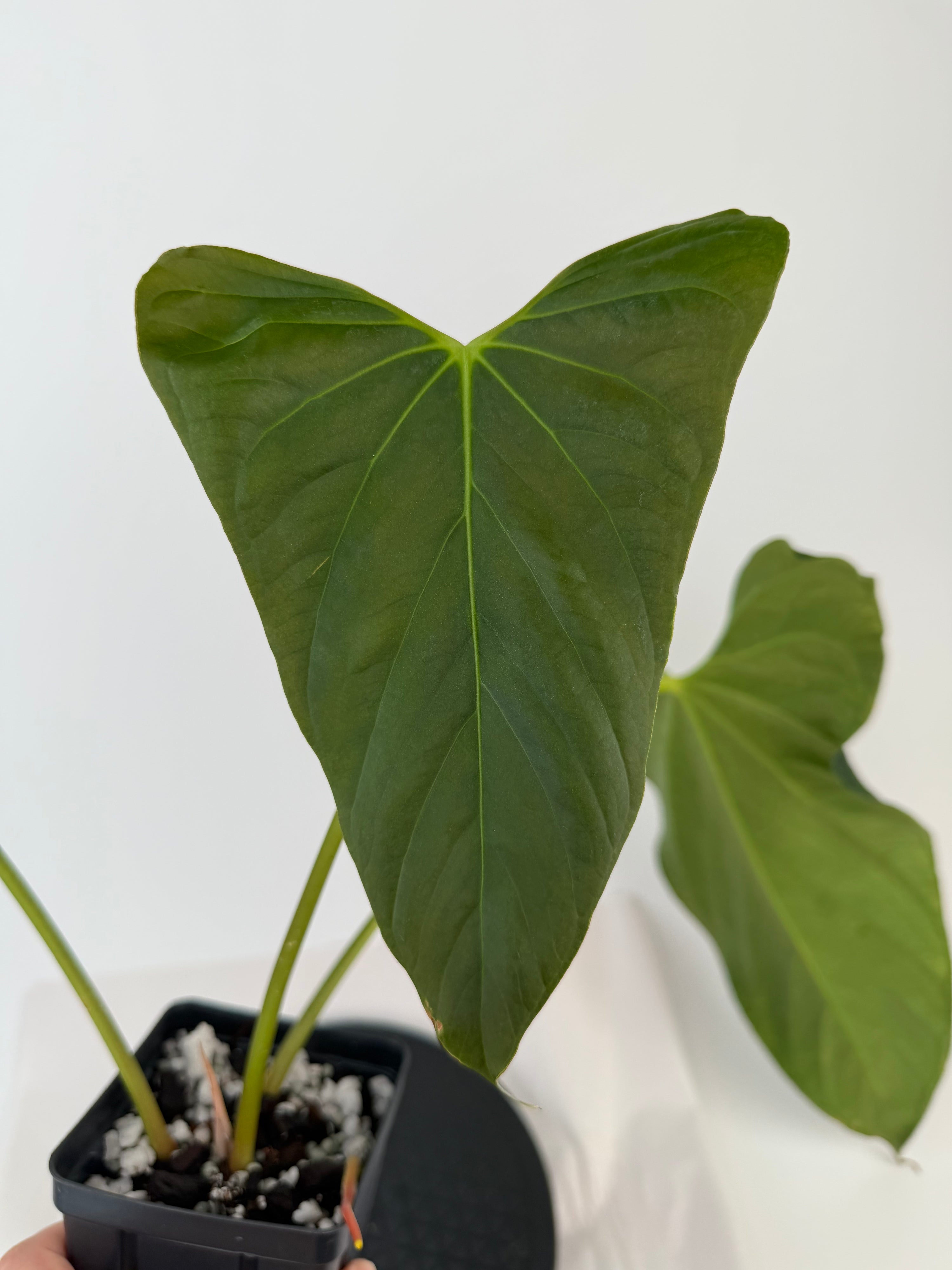 Anthurium ‘Portillae “NSE Clone” sect. Cardiolonchium’ (CS136)