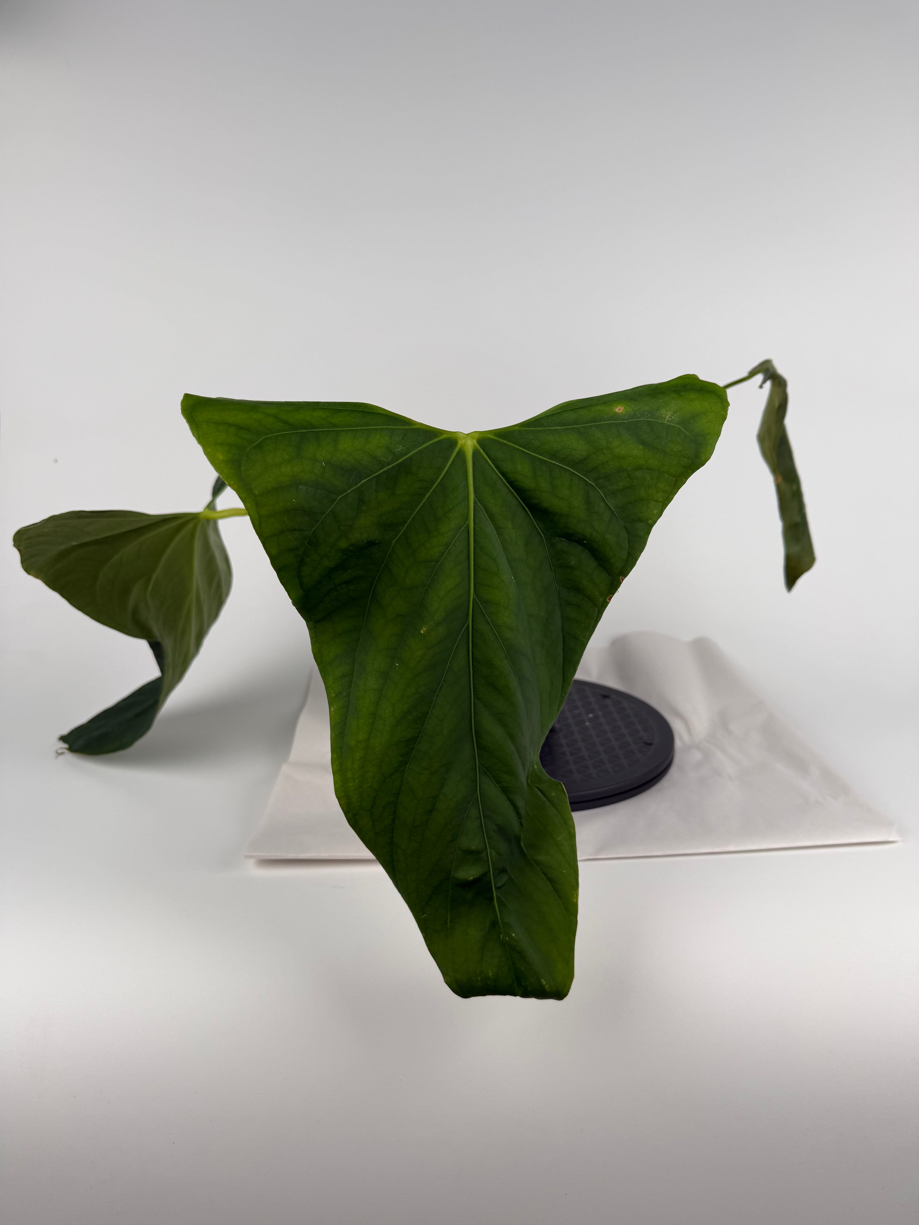 Anthurium ‘Portillae “NSE Clone” sect. Cardiolonchium’ (CS137)