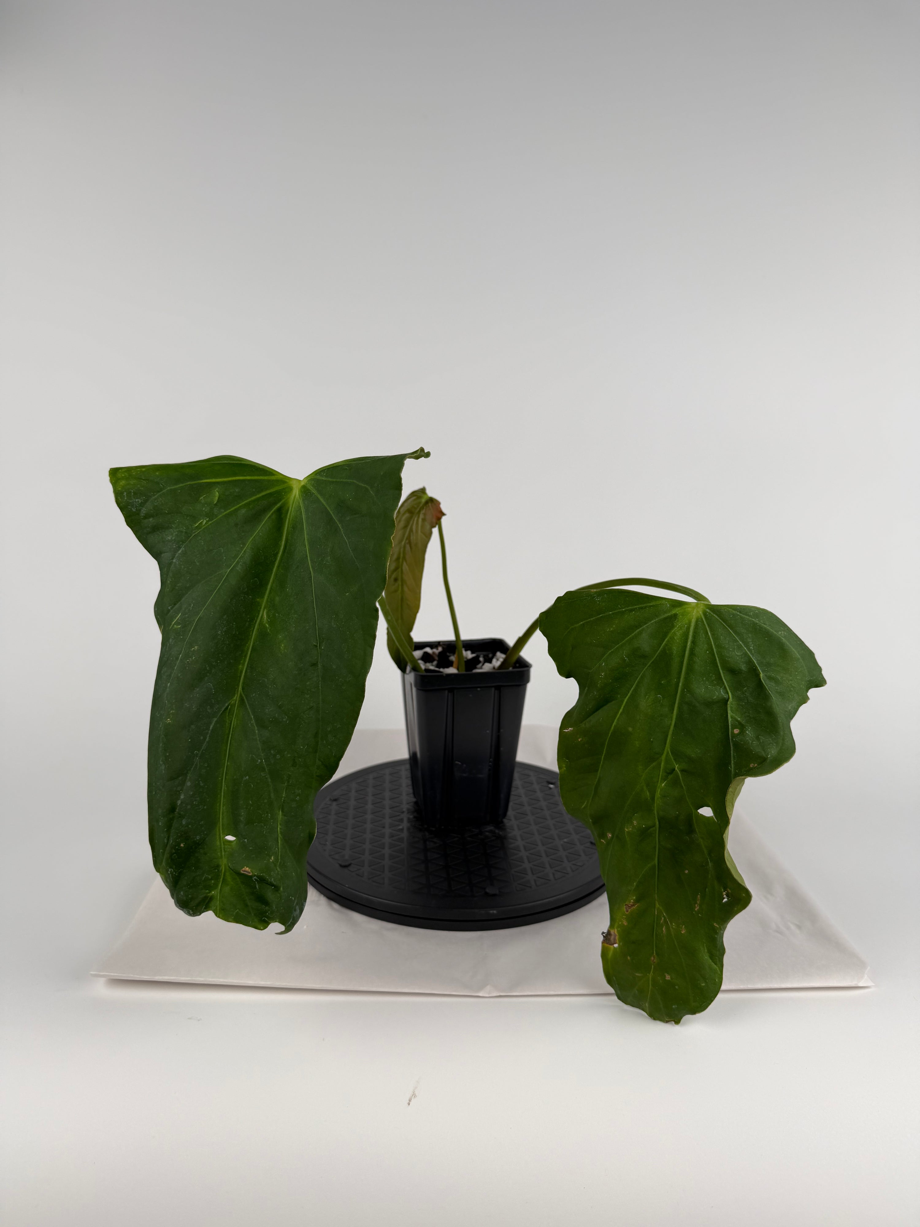 Anthurium ‘Portillae “NSE Clone” sect. Cardiolonchium’ (CS138)