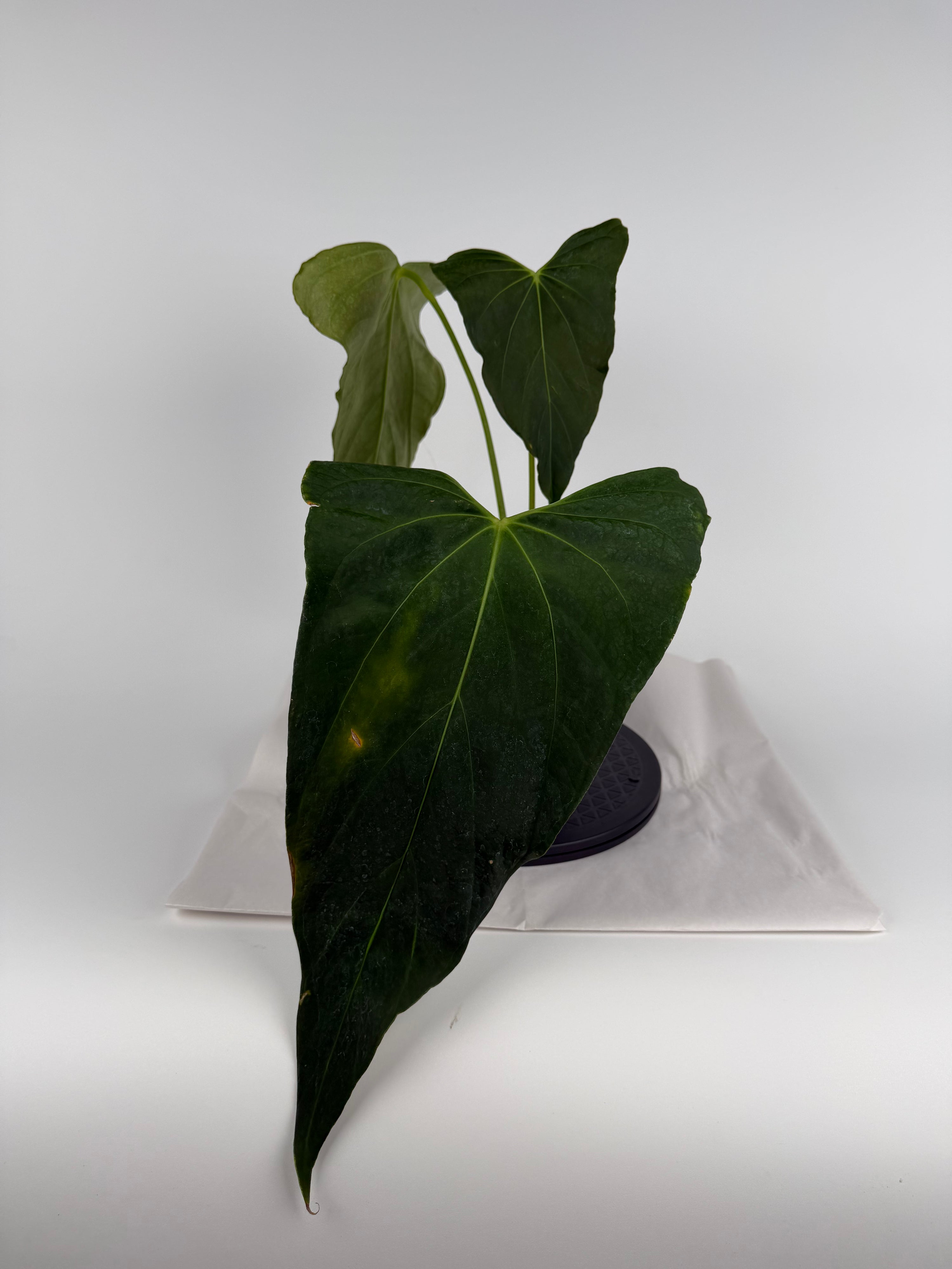 Anthurium ‘Portillae “NSE Clone” sect. Cardiolonchium’ (CS139)